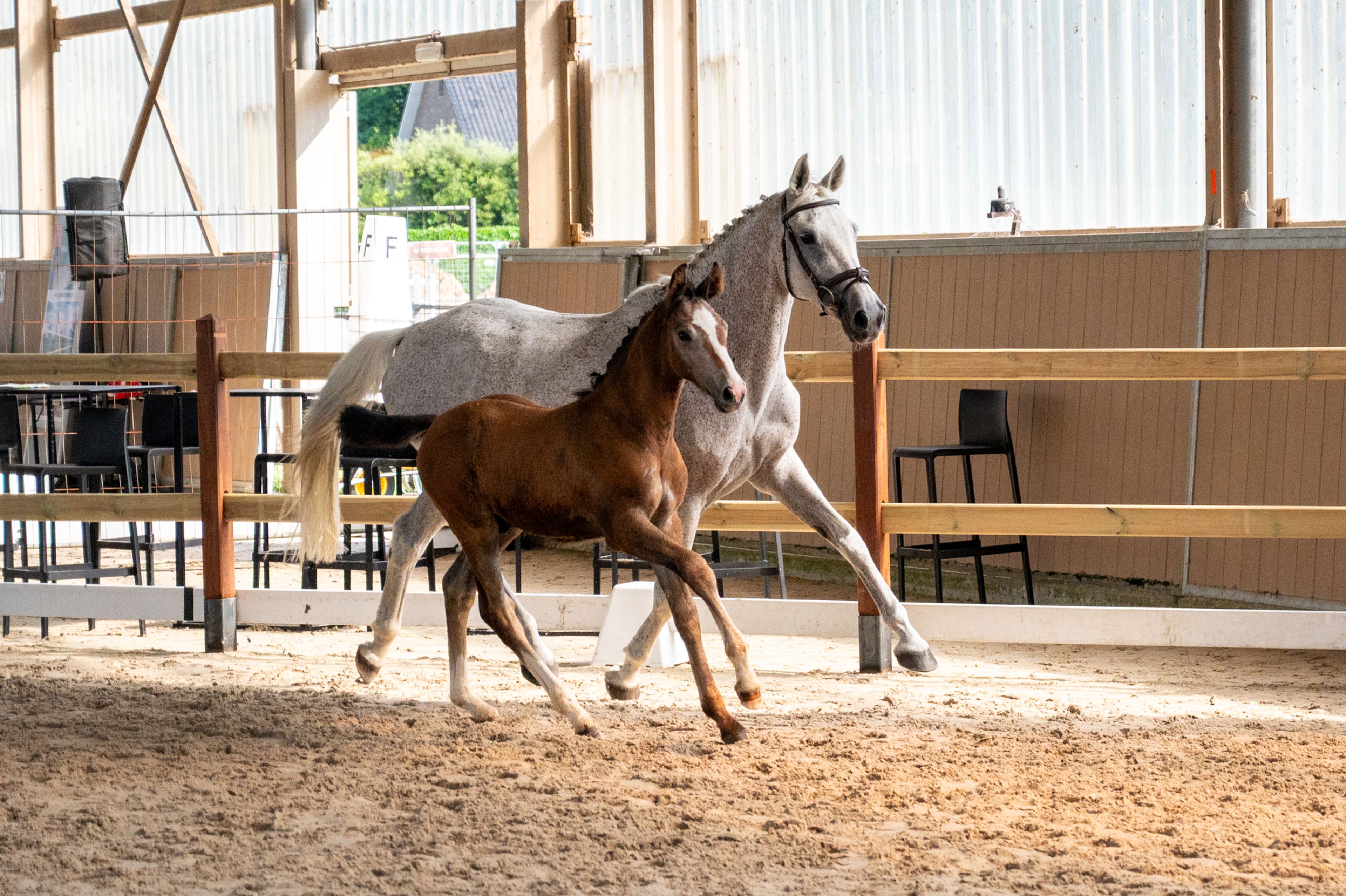Dundee LN (URANUS VAN'T ZORGVLIET x CHIPPENDALE Z) - Image 11