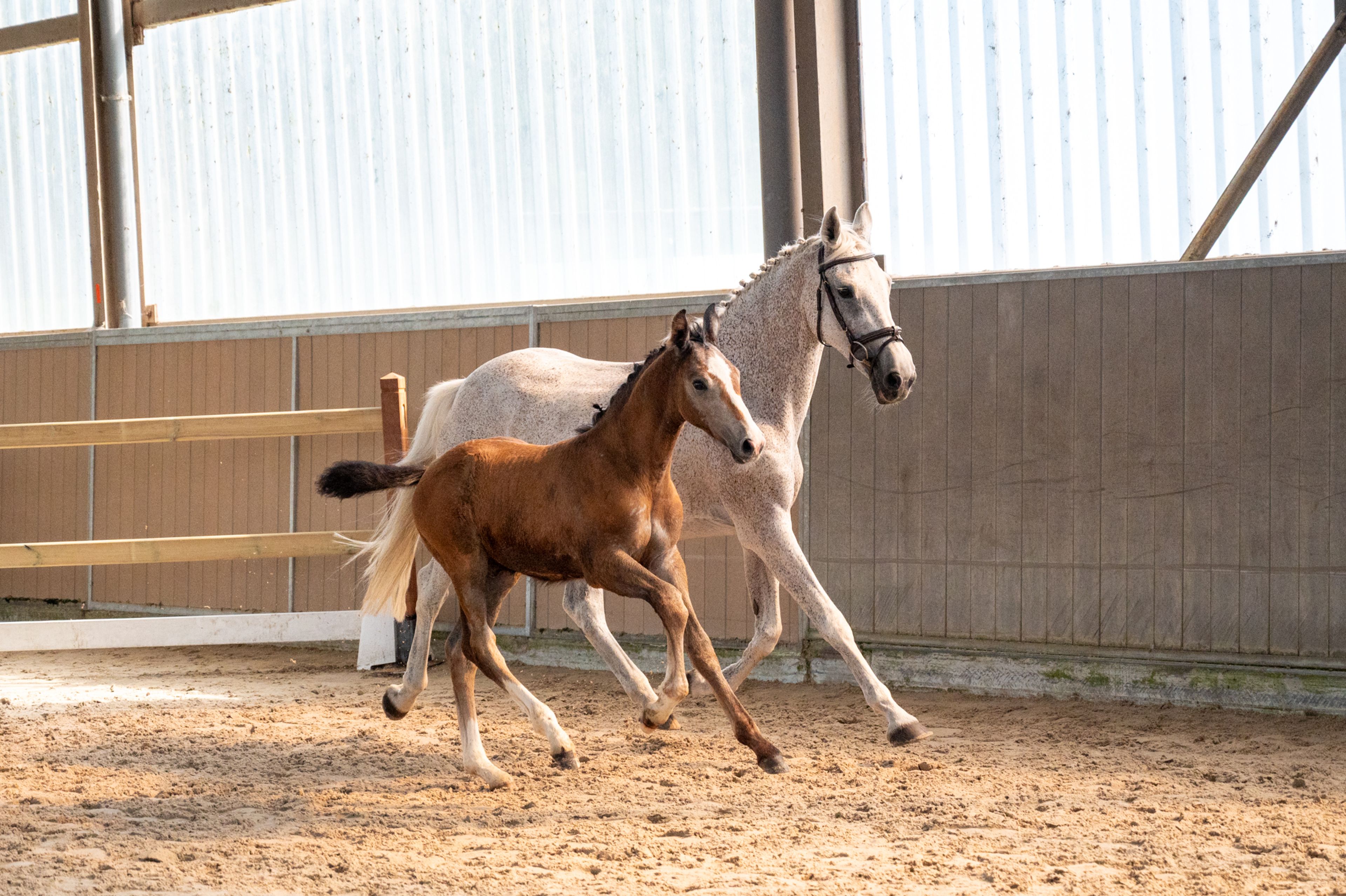 Dundee LN (URANUS VAN'T ZORGVLIET x CHIPPENDALE Z) - Image 12