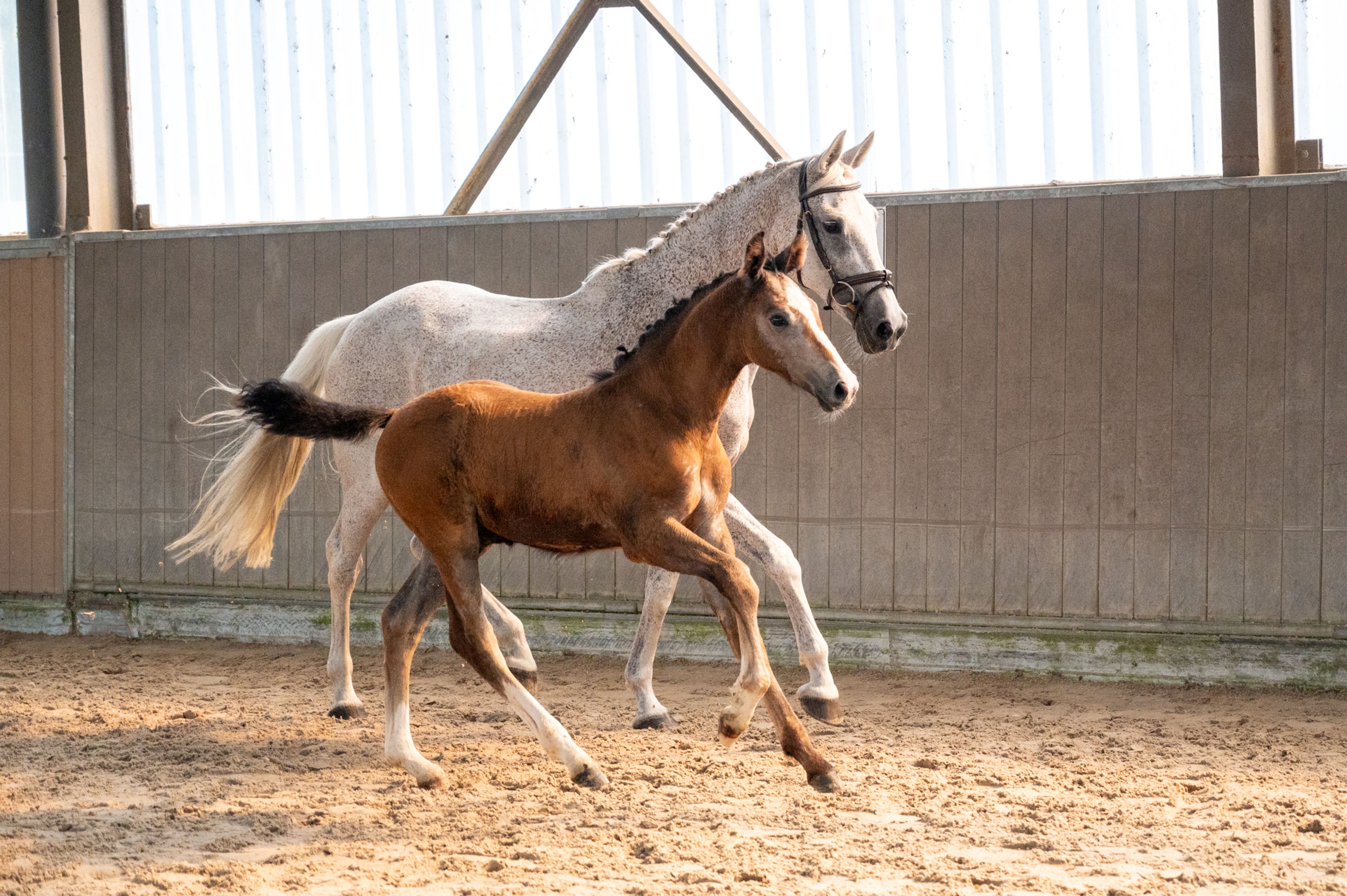 Dundee LN (URANUS VAN'T ZORGVLIET x CHIPPENDALE Z) - Image 13