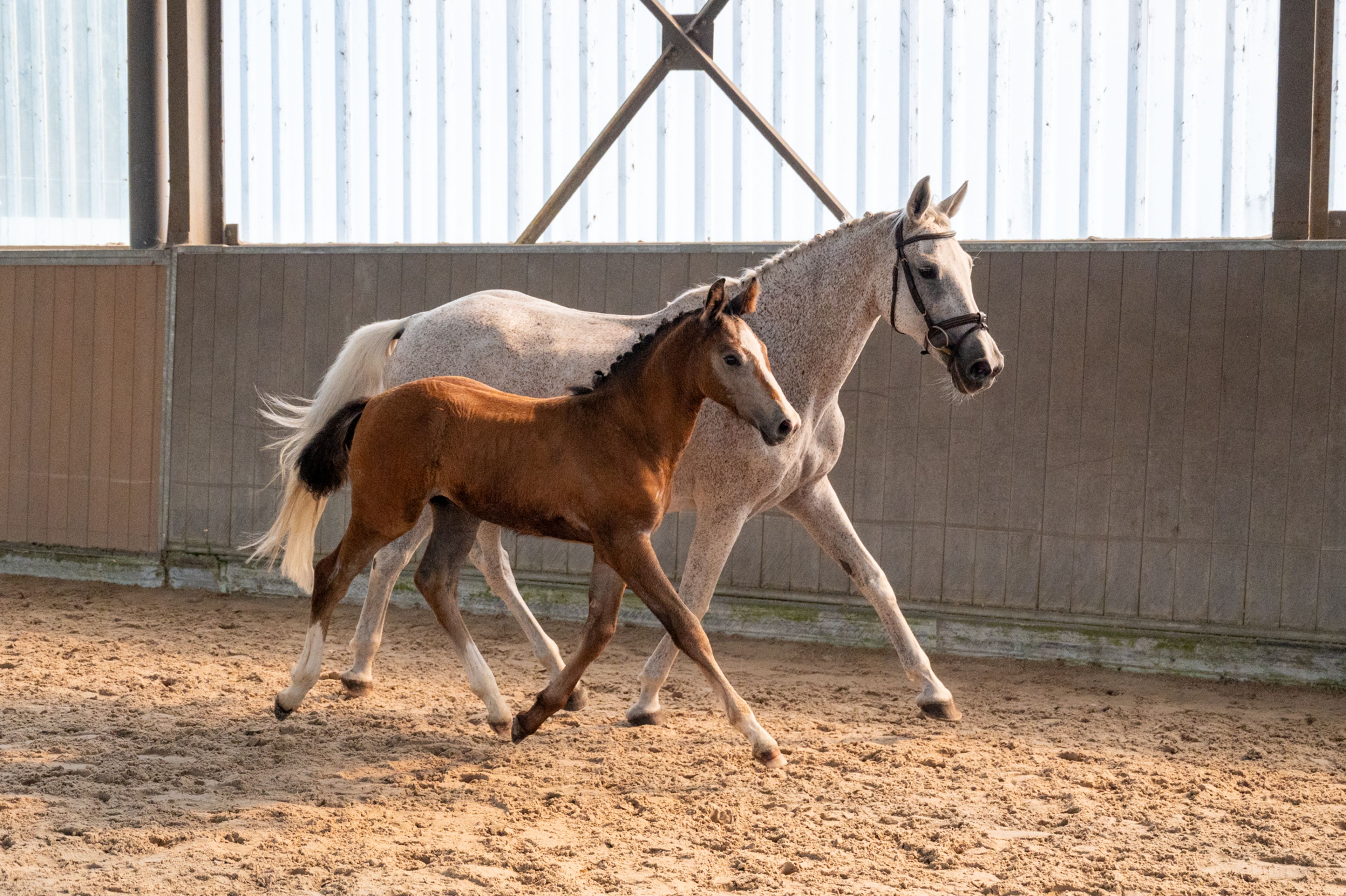 Dundee LN (URANUS VAN'T ZORGVLIET x CHIPPENDALE Z) - Image 17