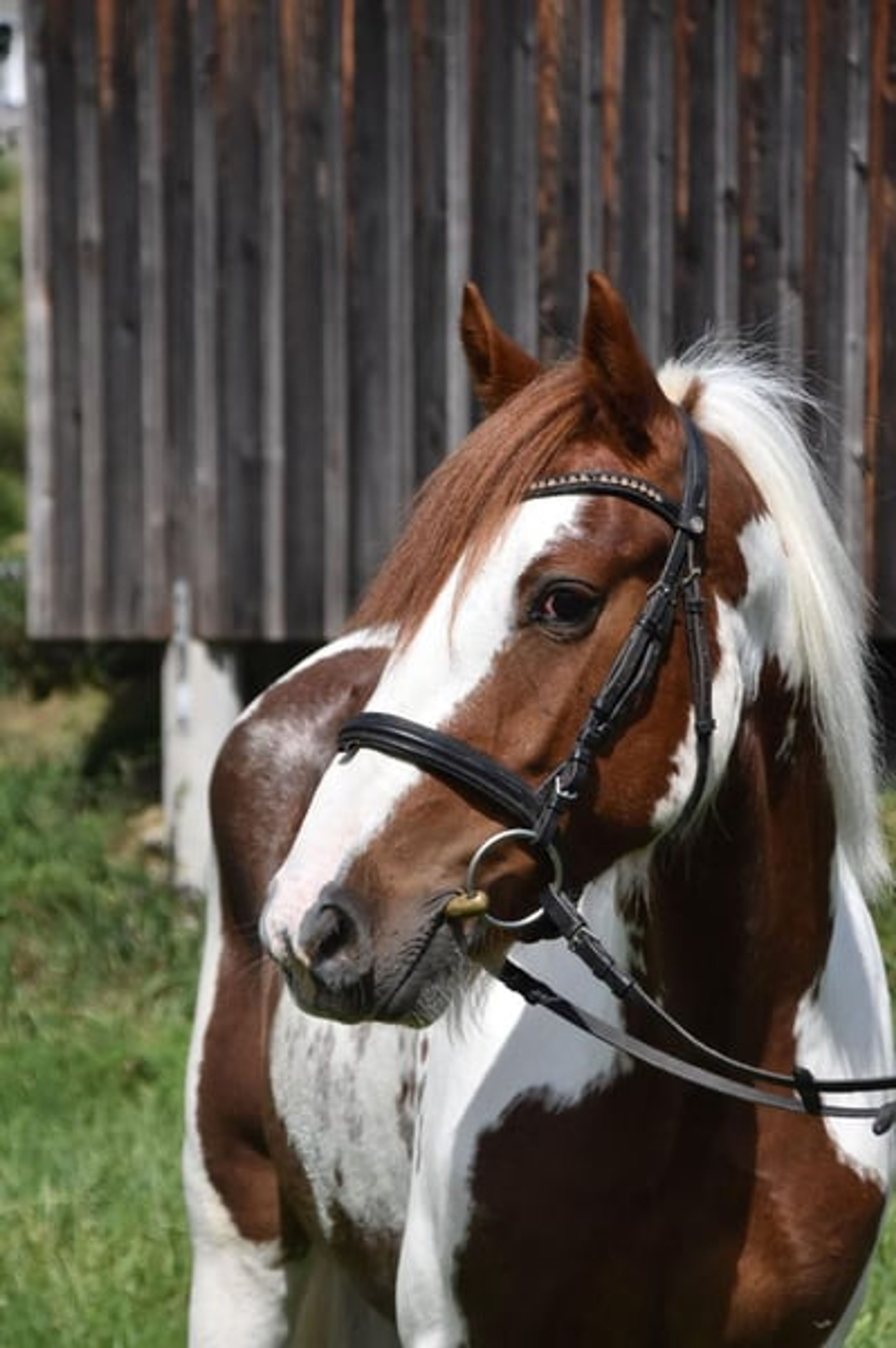 Leisure horse, reliable ride, therapy horse, mare