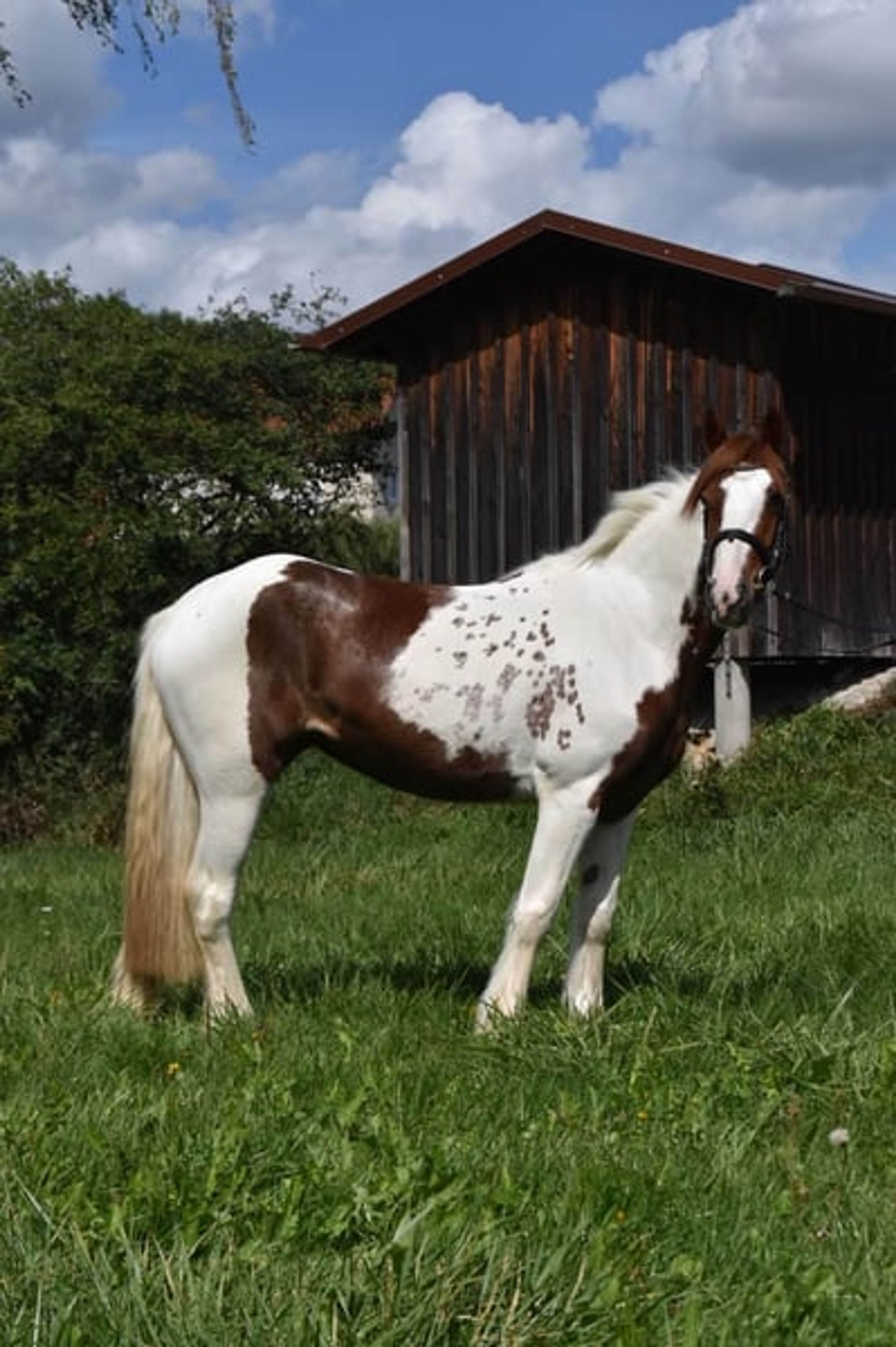 Leisure horse, reliable ride, therapy horse, mare - Image 2
