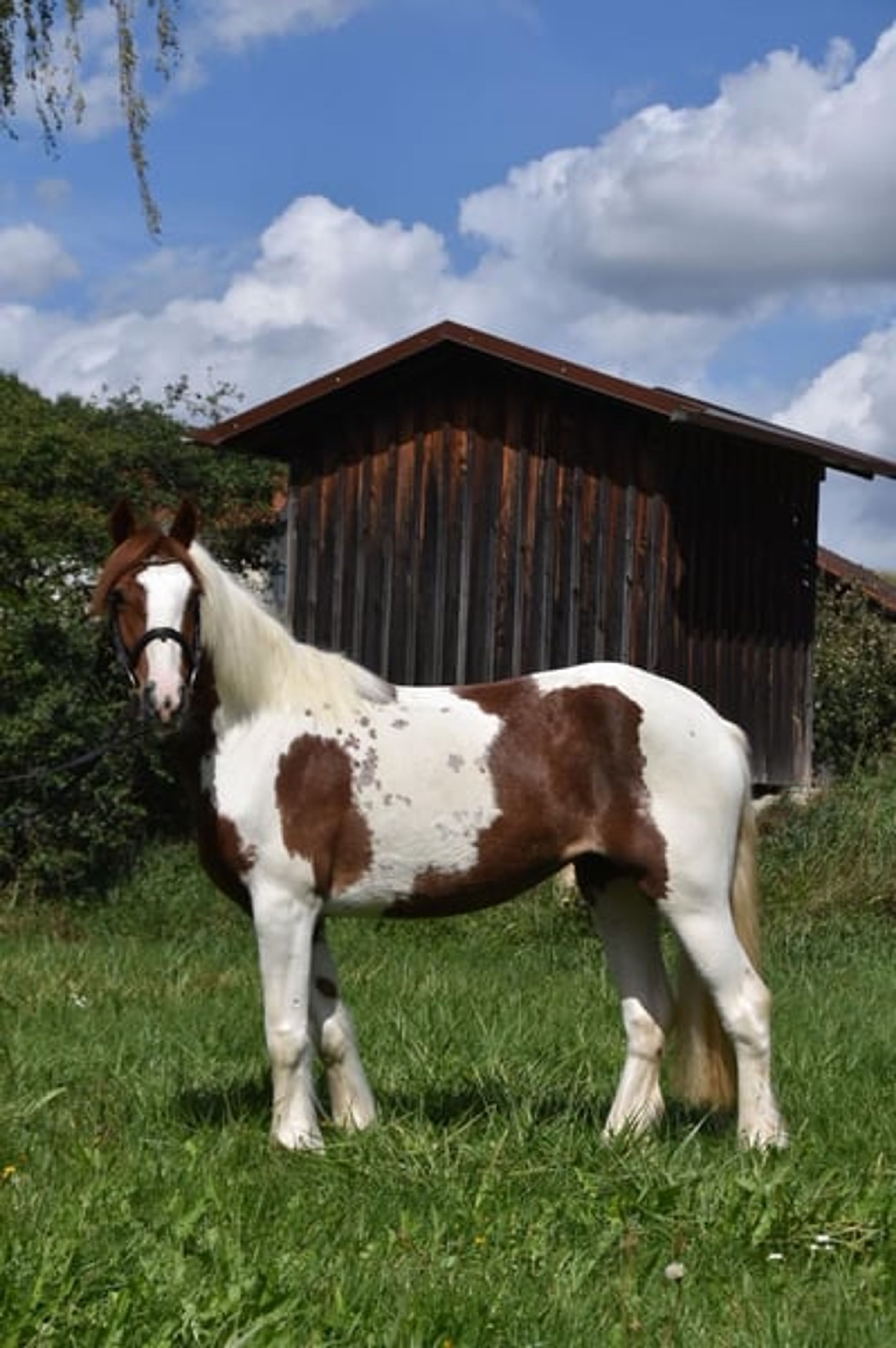 Leisure horse, reliable ride, therapy horse, mare - Image 3
