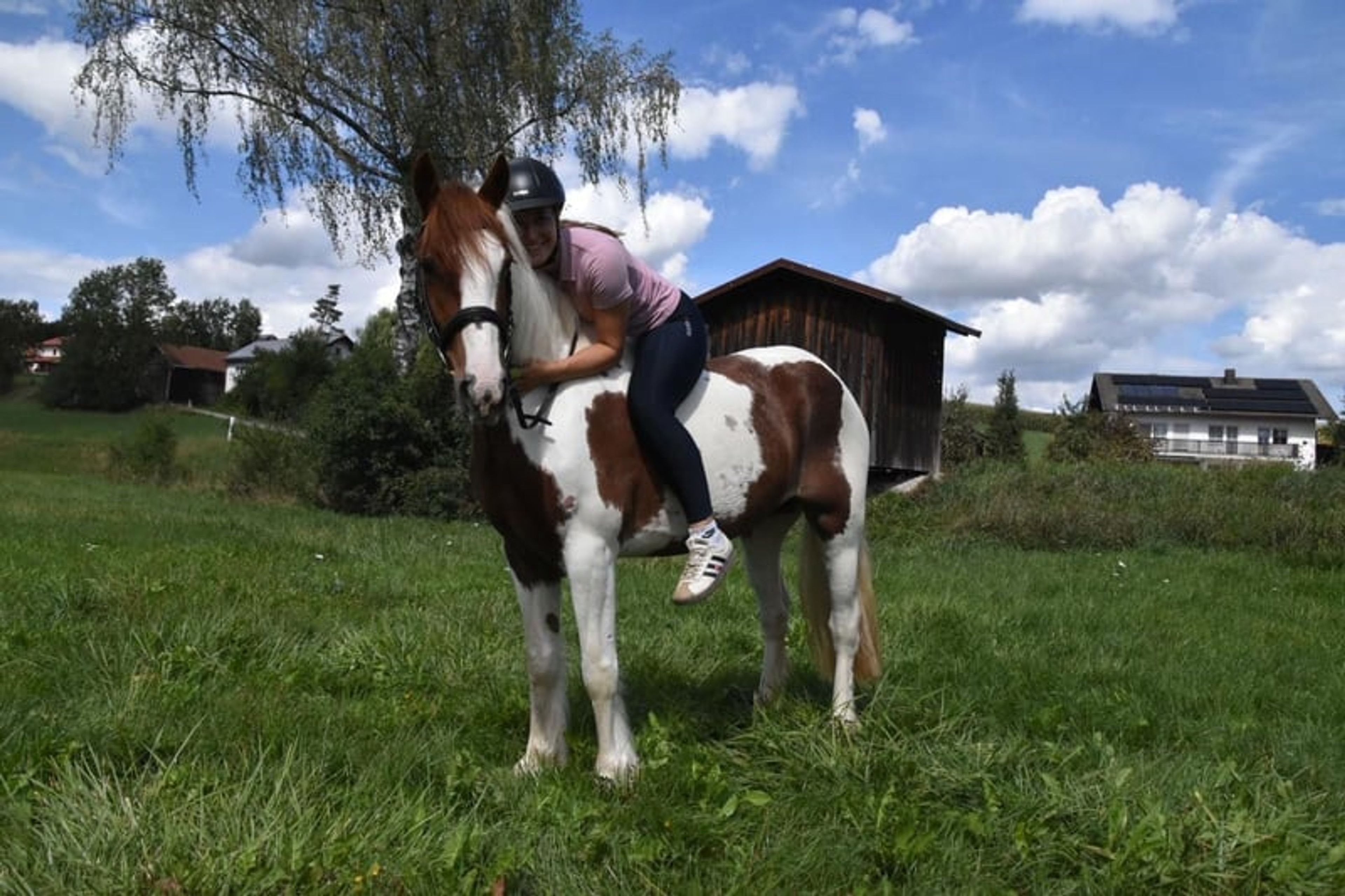 Leisure horse, reliable ride, therapy horse, mare - Image 4