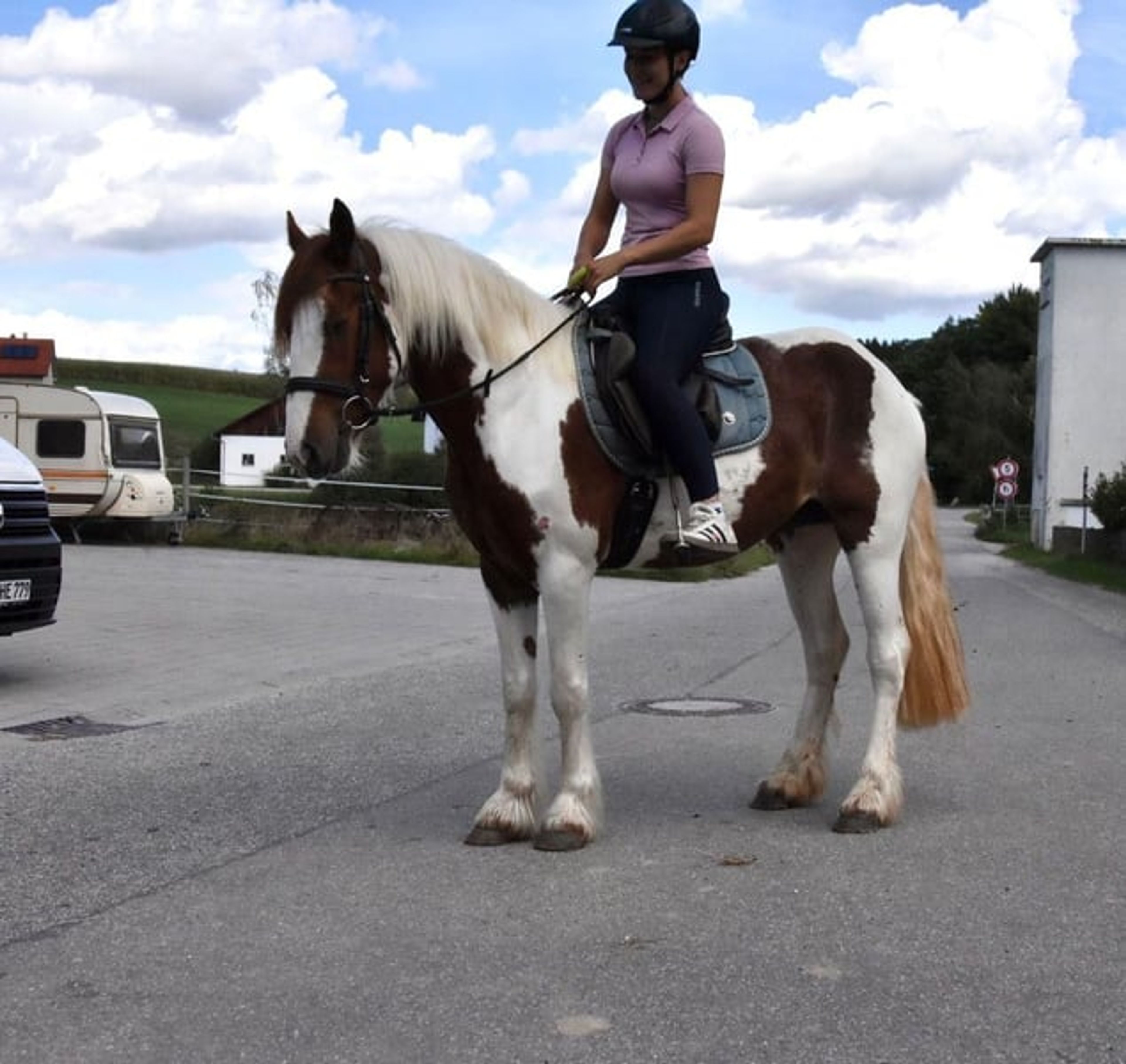 Leisure horse, reliable ride, therapy horse, mare - Image 6