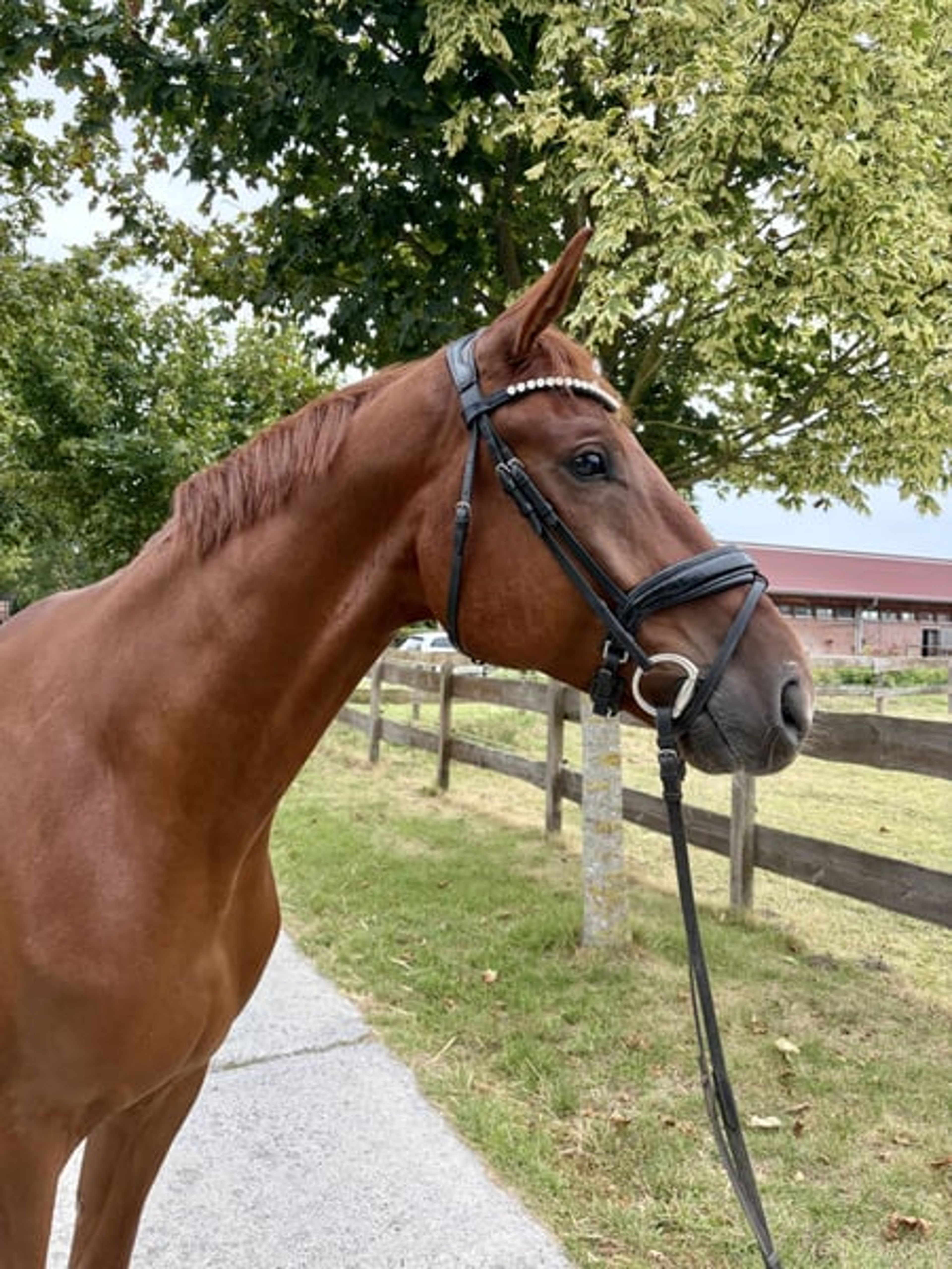 Charming chestnut gelding looking for a supportive home