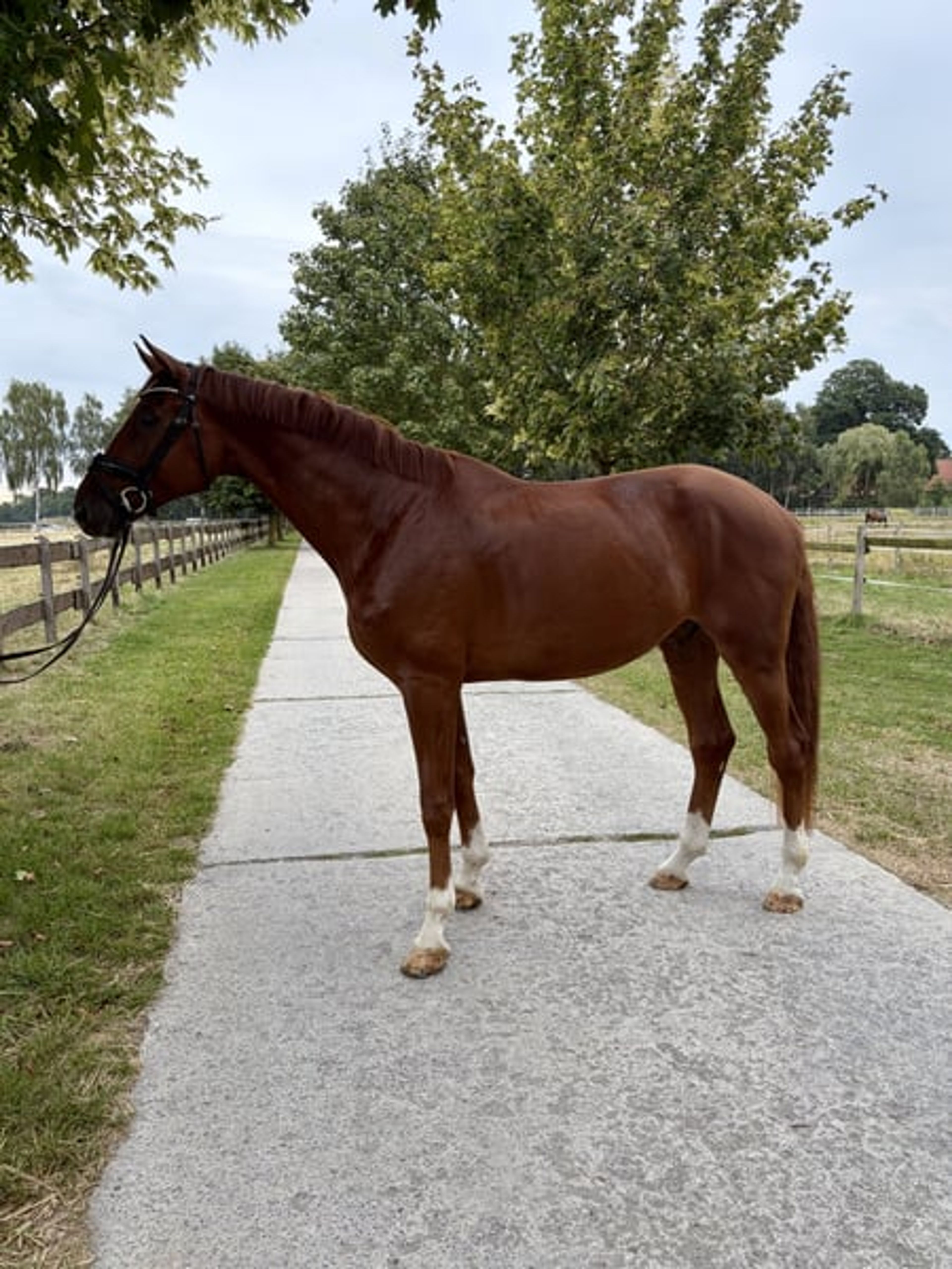 Charming chestnut gelding looking for a supportive home - Image 2
