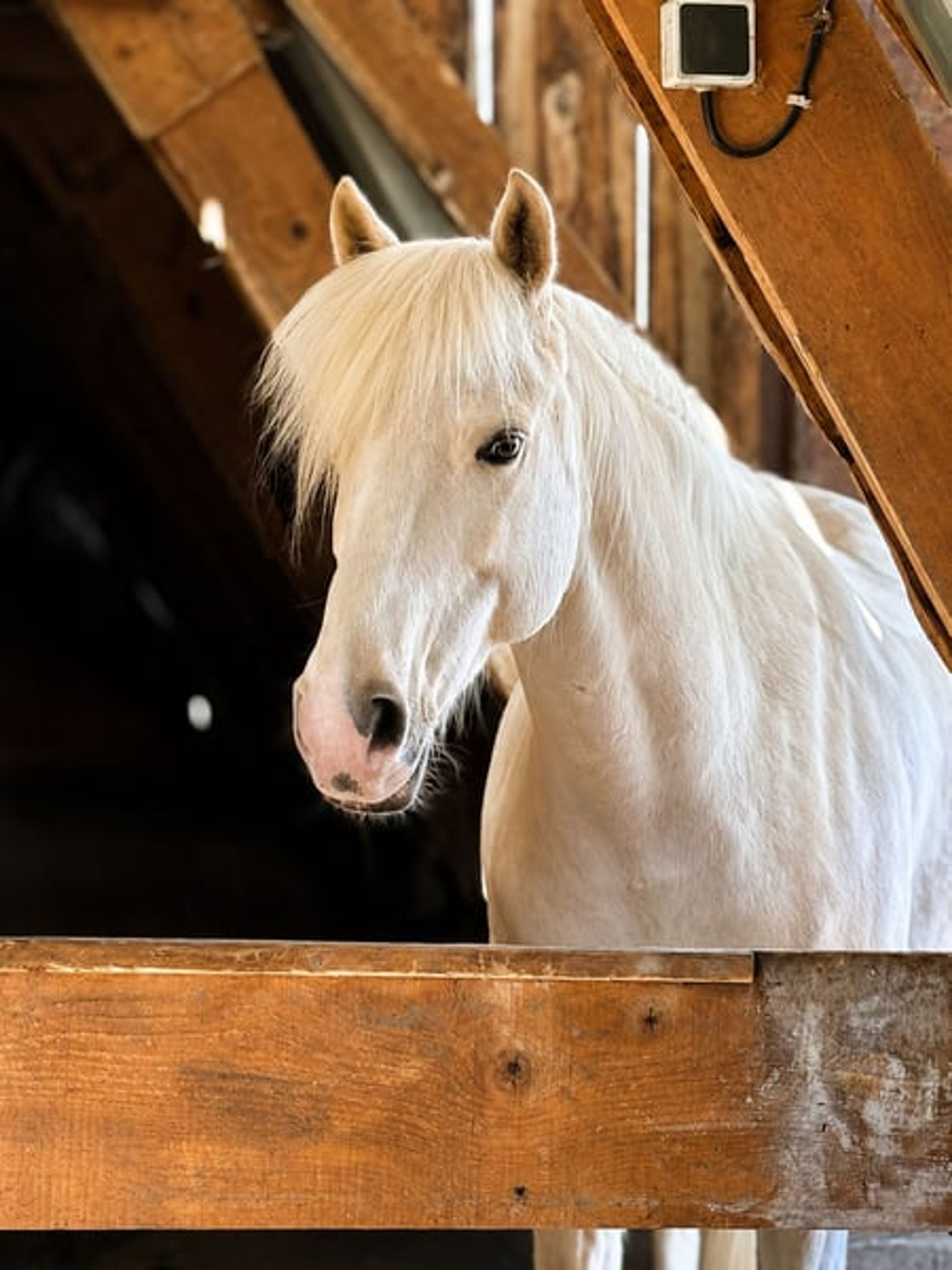 Gelding – French Riding Pony – 9 years old – Eventing/Show Jumping/All-rounder – France