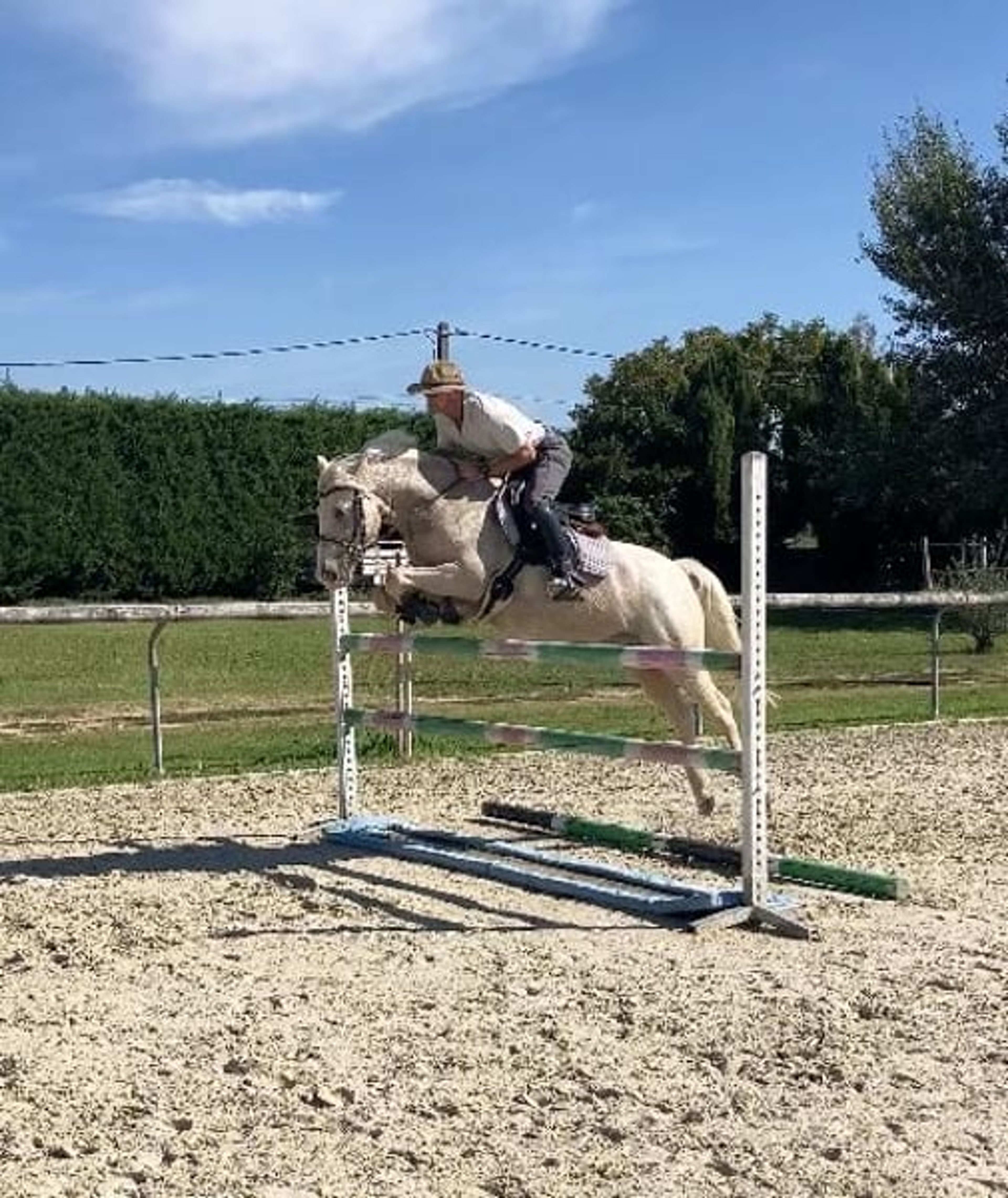 Gelding – French Riding Pony – 9 years old – Eventing/Show Jumping/All-rounder – France - Image 5