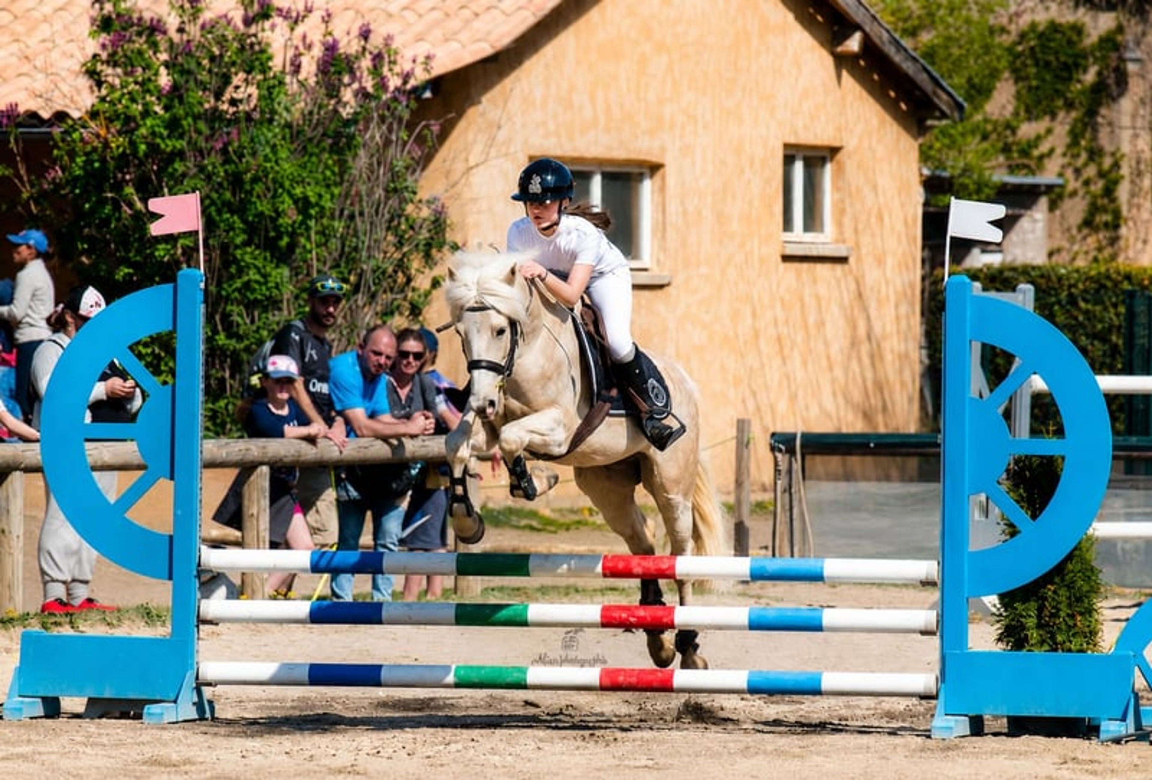 Gelding – French Riding Pony – 9 years old – Eventing/Show Jumping/All-rounder – France - Image 7