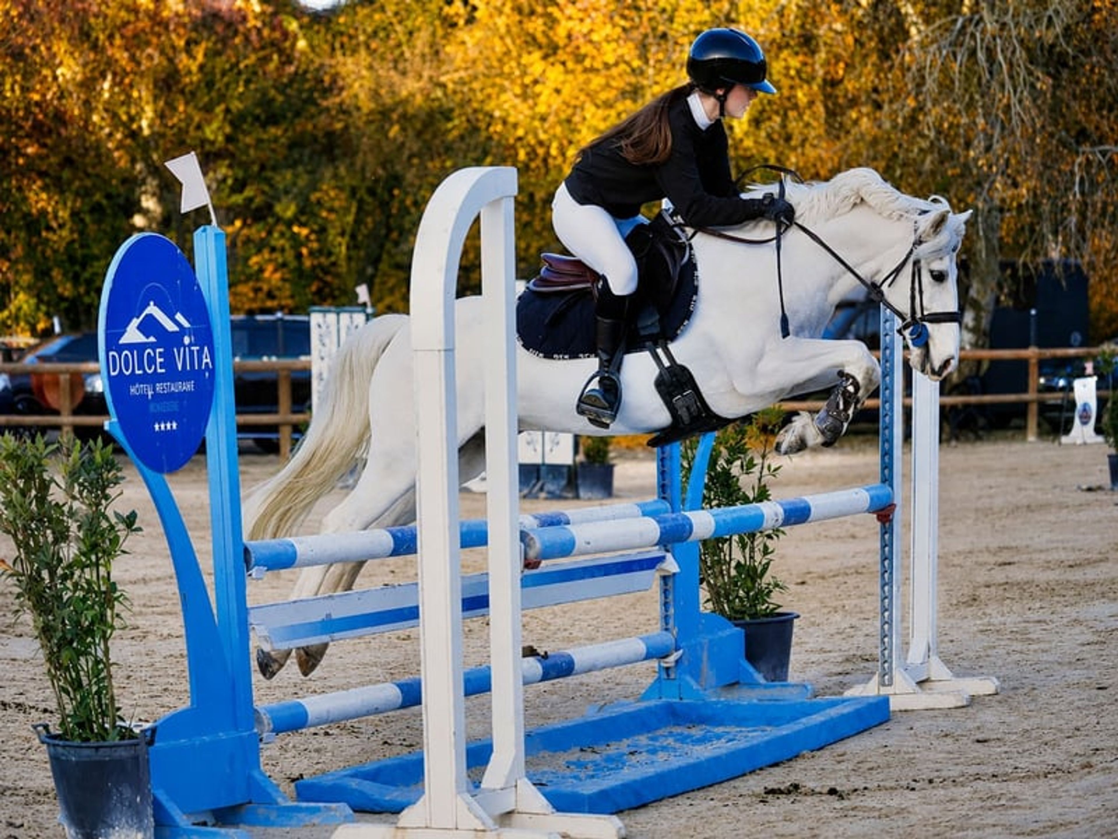 Gelding – French Riding Pony – 9 years old – Eventing/Show Jumping/All-rounder – France - Image 8