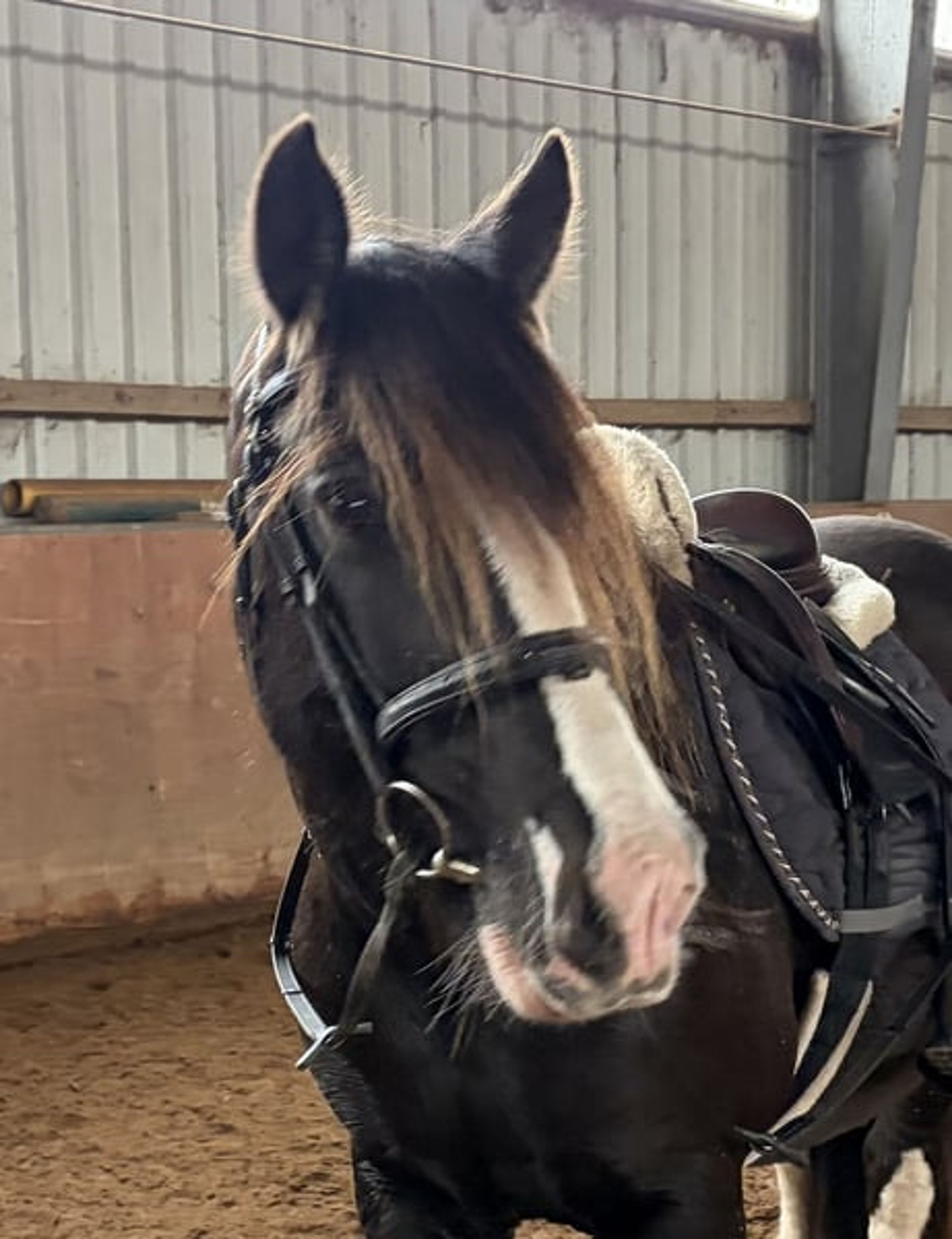Pretty Cob mare