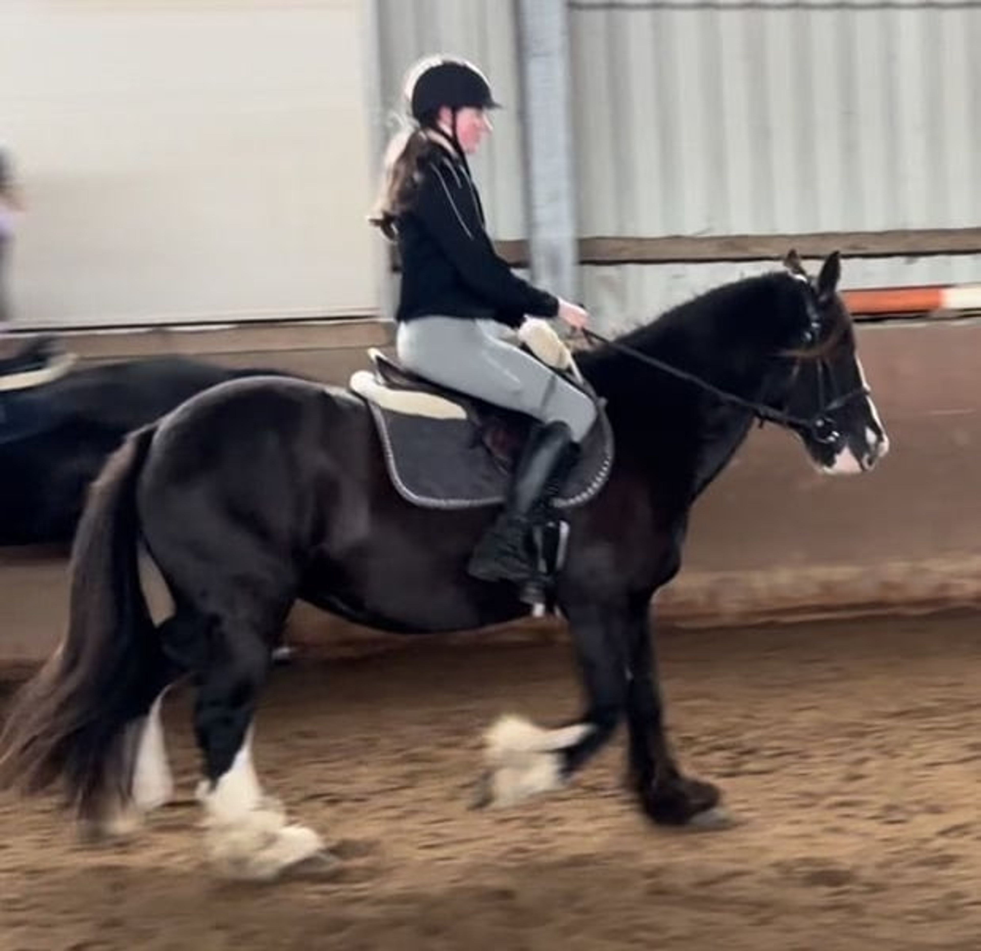 Pretty Cob mare - Image 2