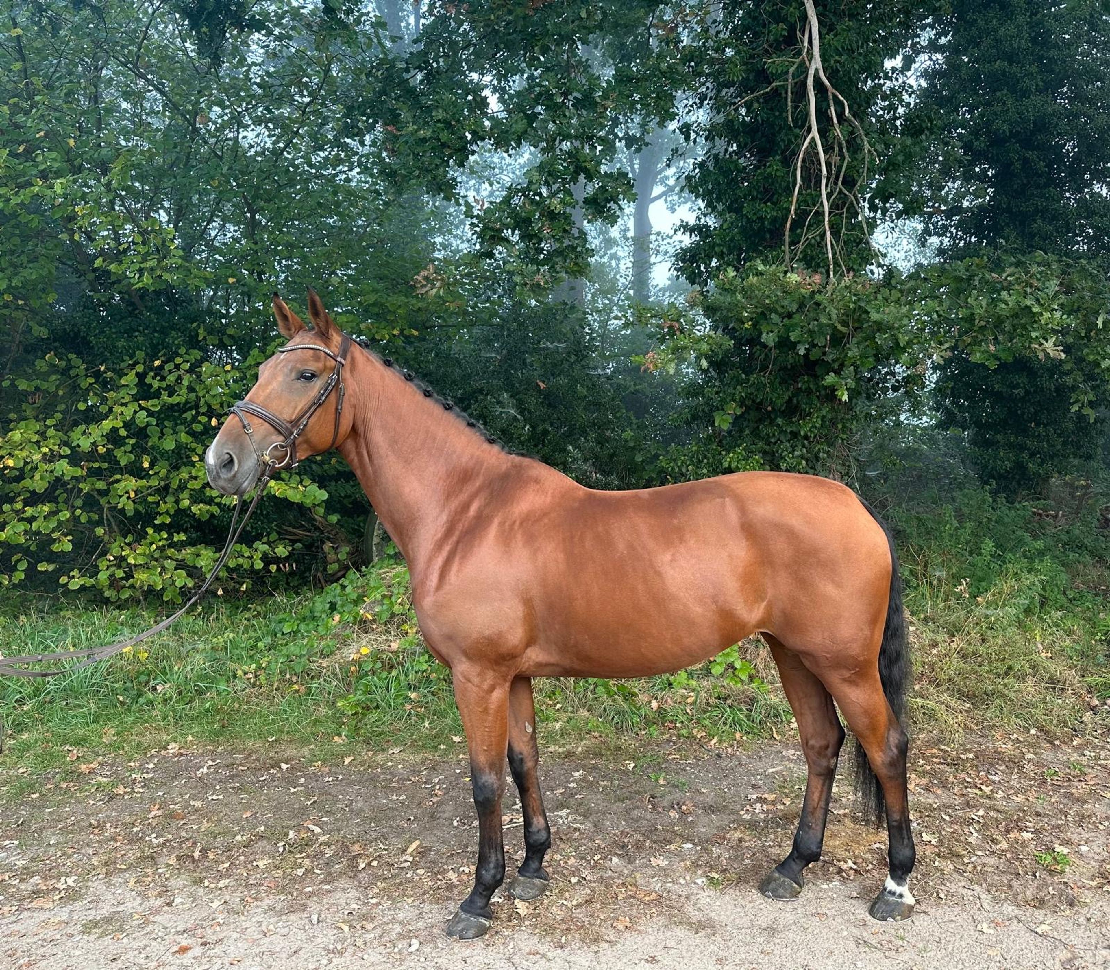 Onmeunig (CARRERA VDL x STAKKATO) - Image 1
