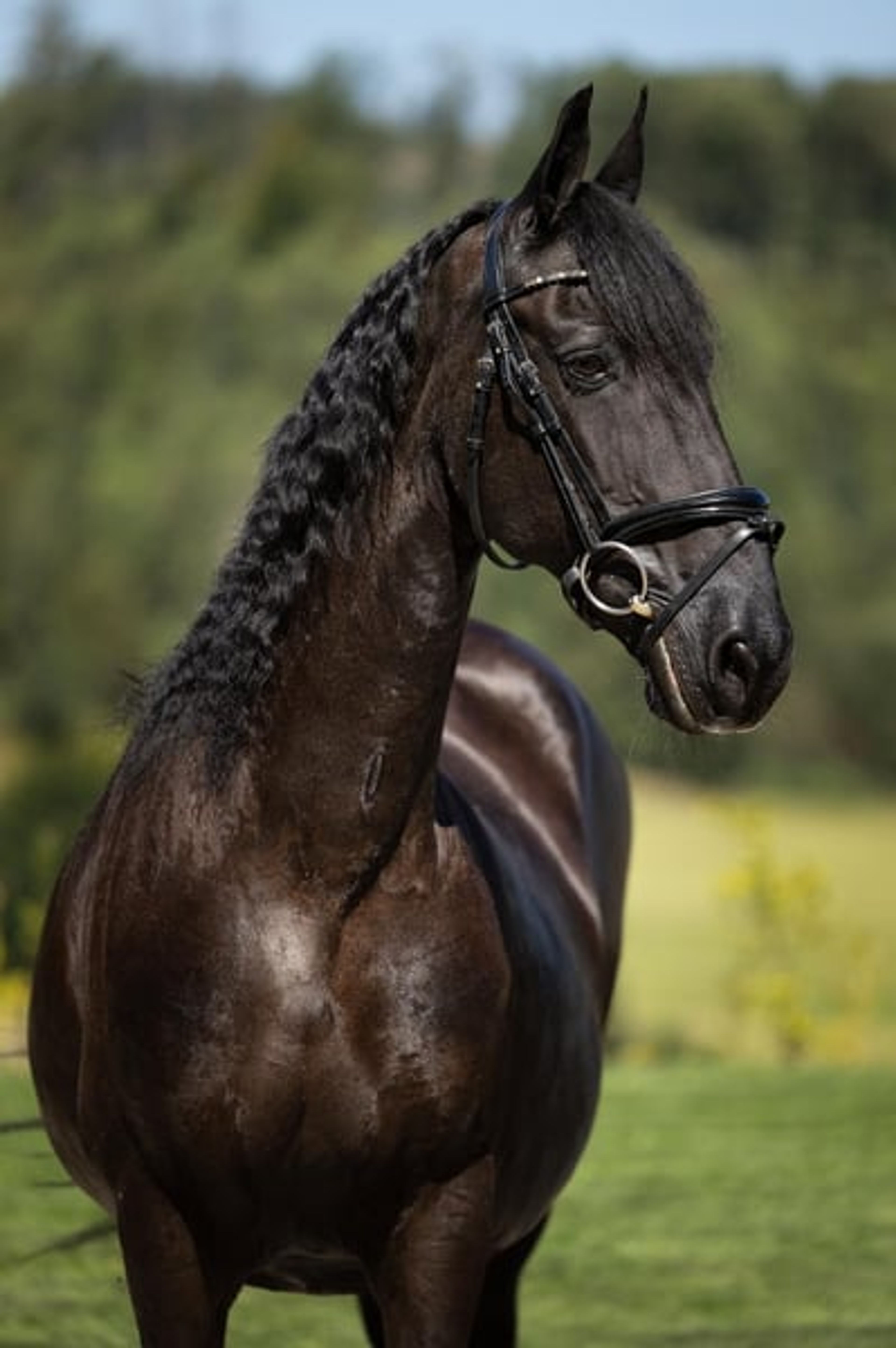 19-year-old mare looking for a wonderful forever home