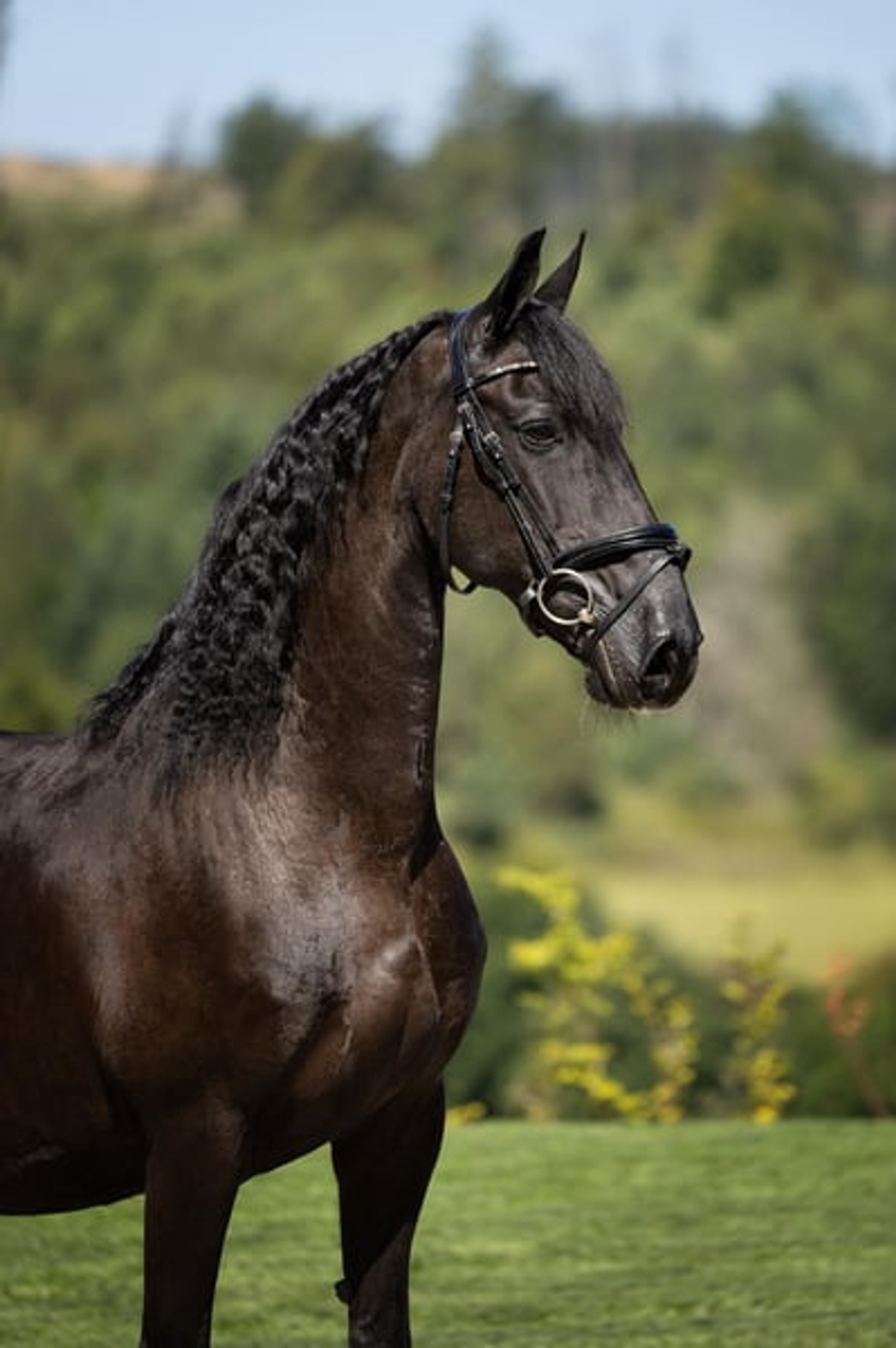19-year-old mare looking for a wonderful forever home - Image 2