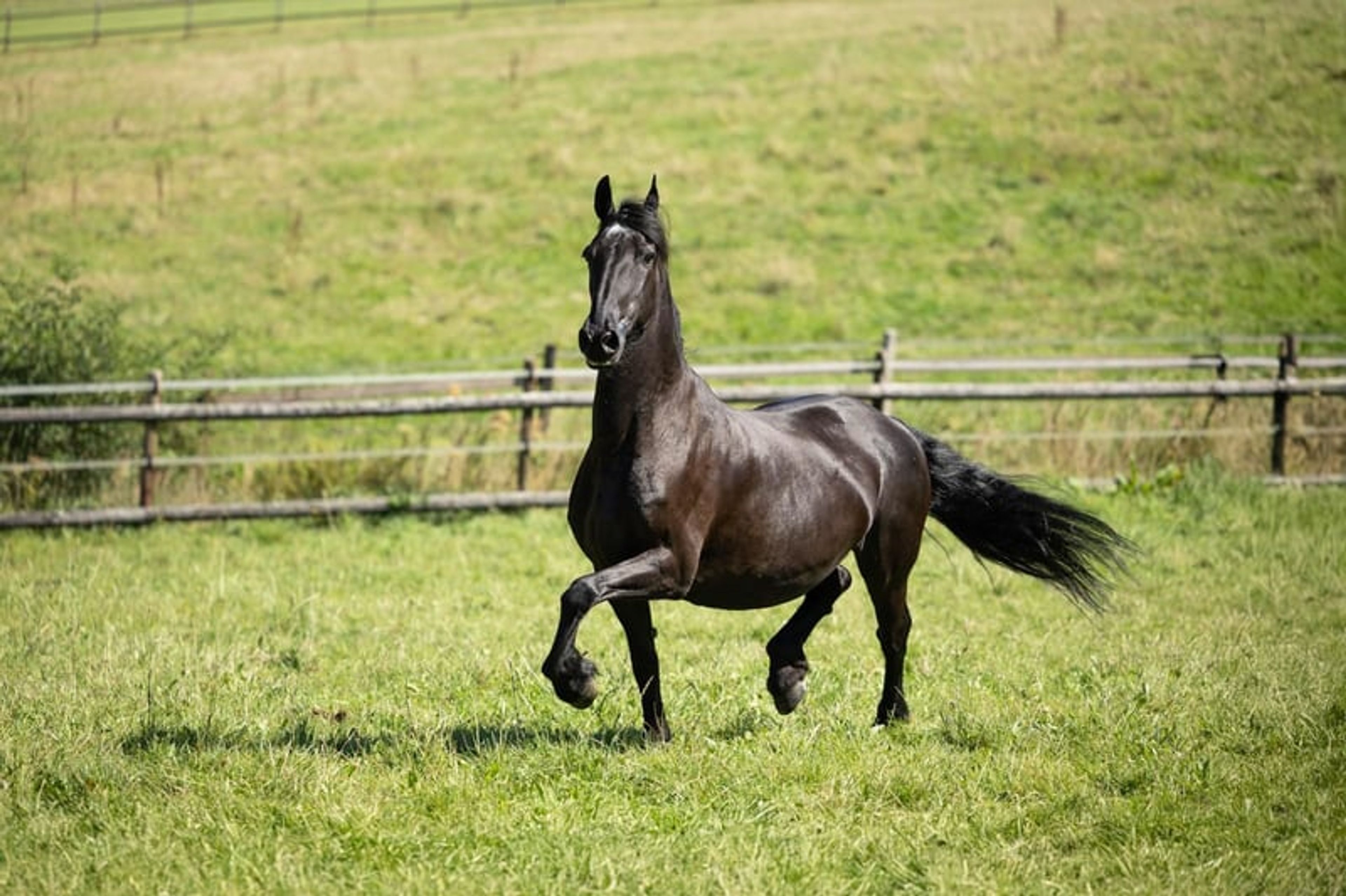 19-year-old mare looking for a wonderful forever home - Image 3