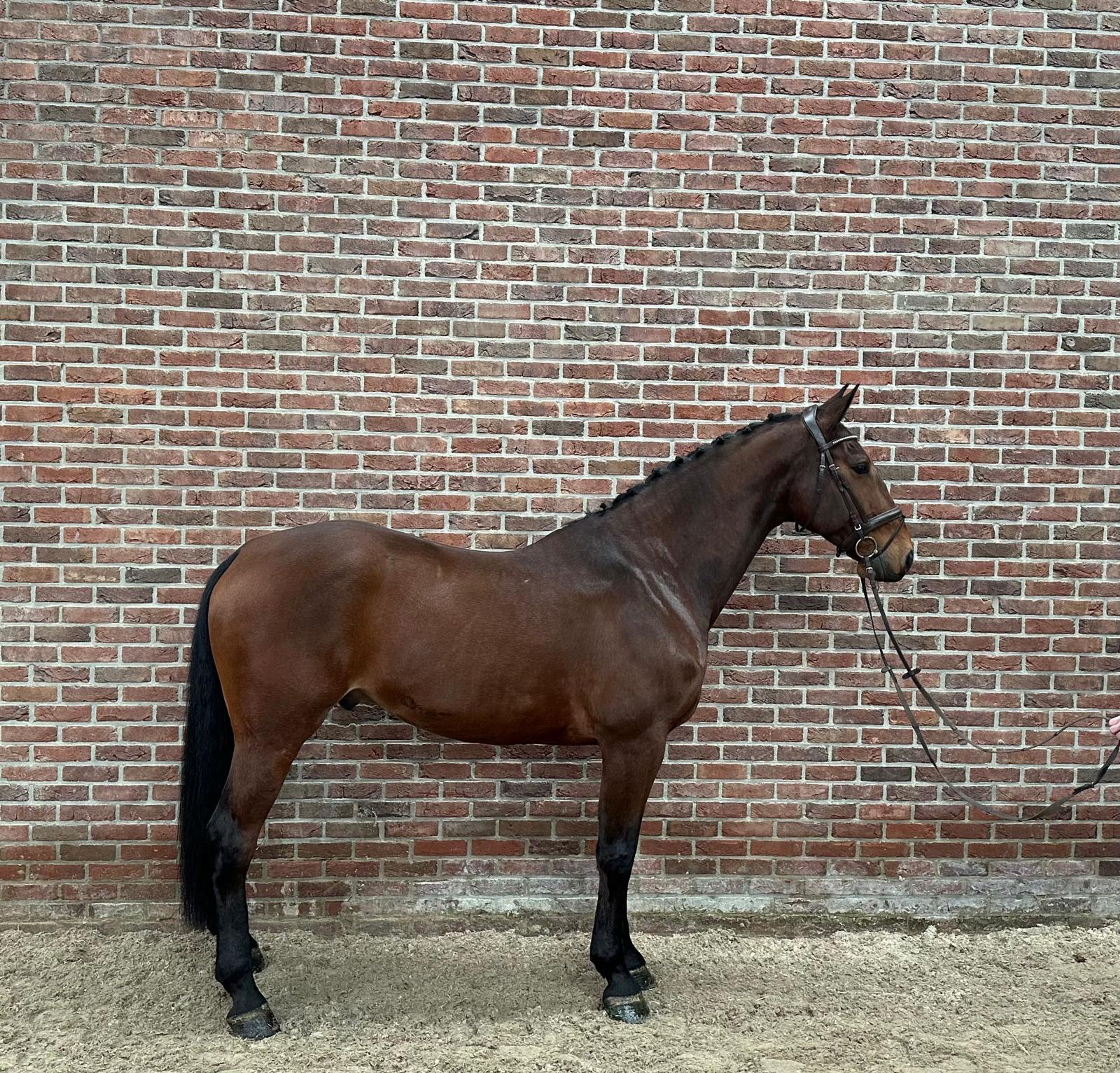 Conor (CONNECT x ELDORADO VAN DE ZESHOEK) - Image 1