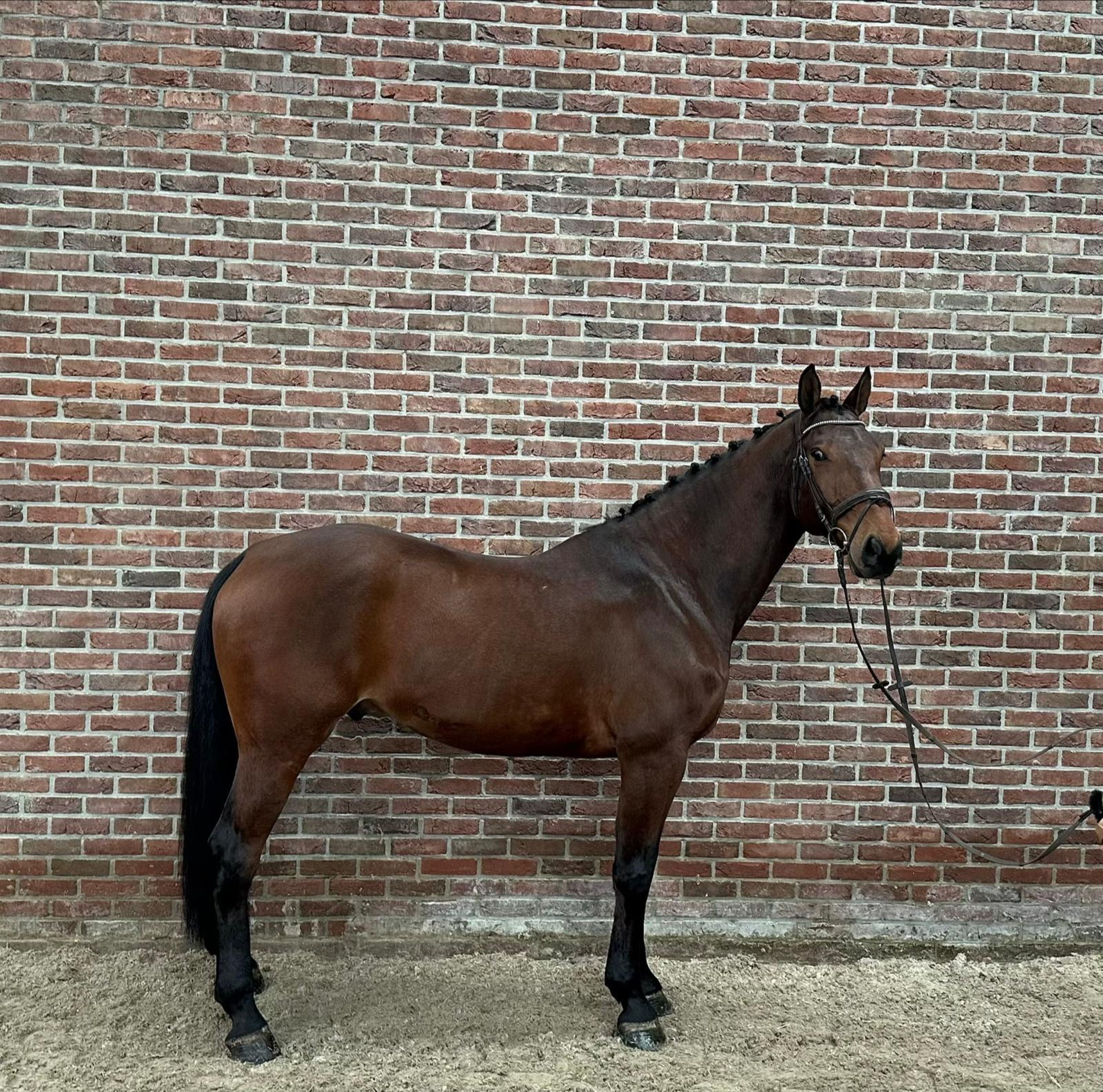 Conor (CONNECT x ELDORADO VAN DE ZESHOEK) - Image 2