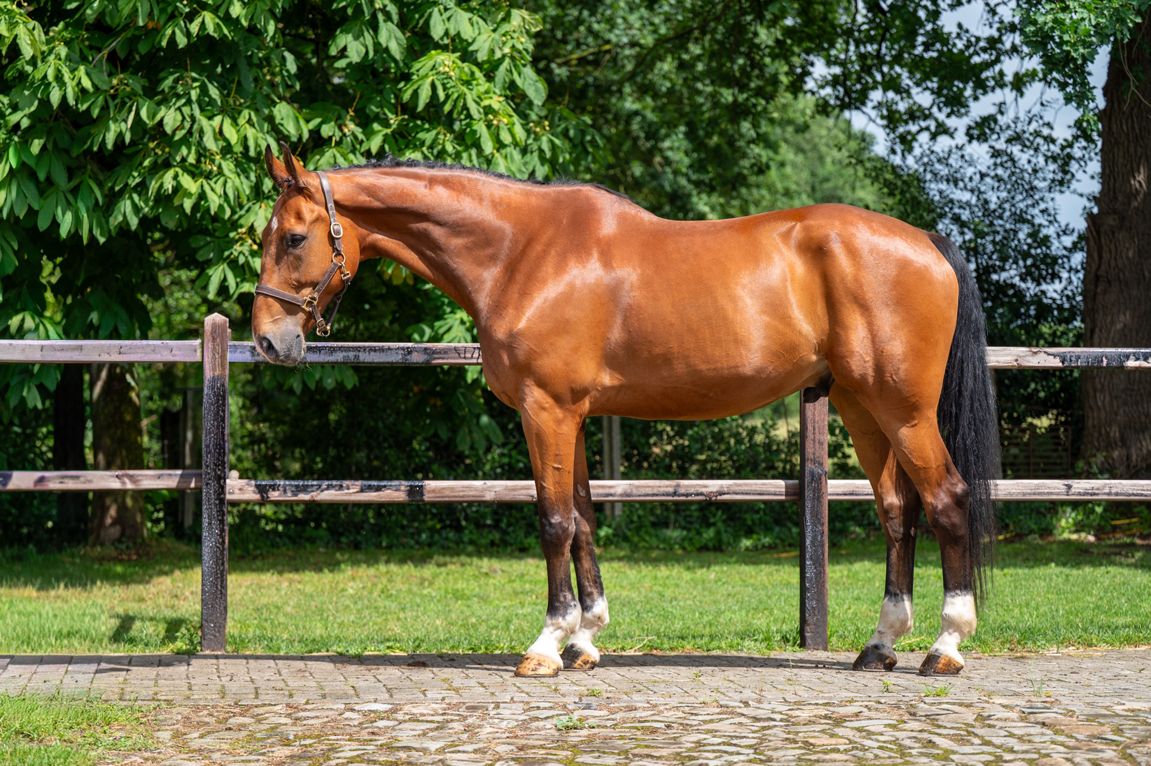 Opium vd Kriekenberg (ELDORADO VD ZESHOEK x WASHINGTON DC) - Image 3