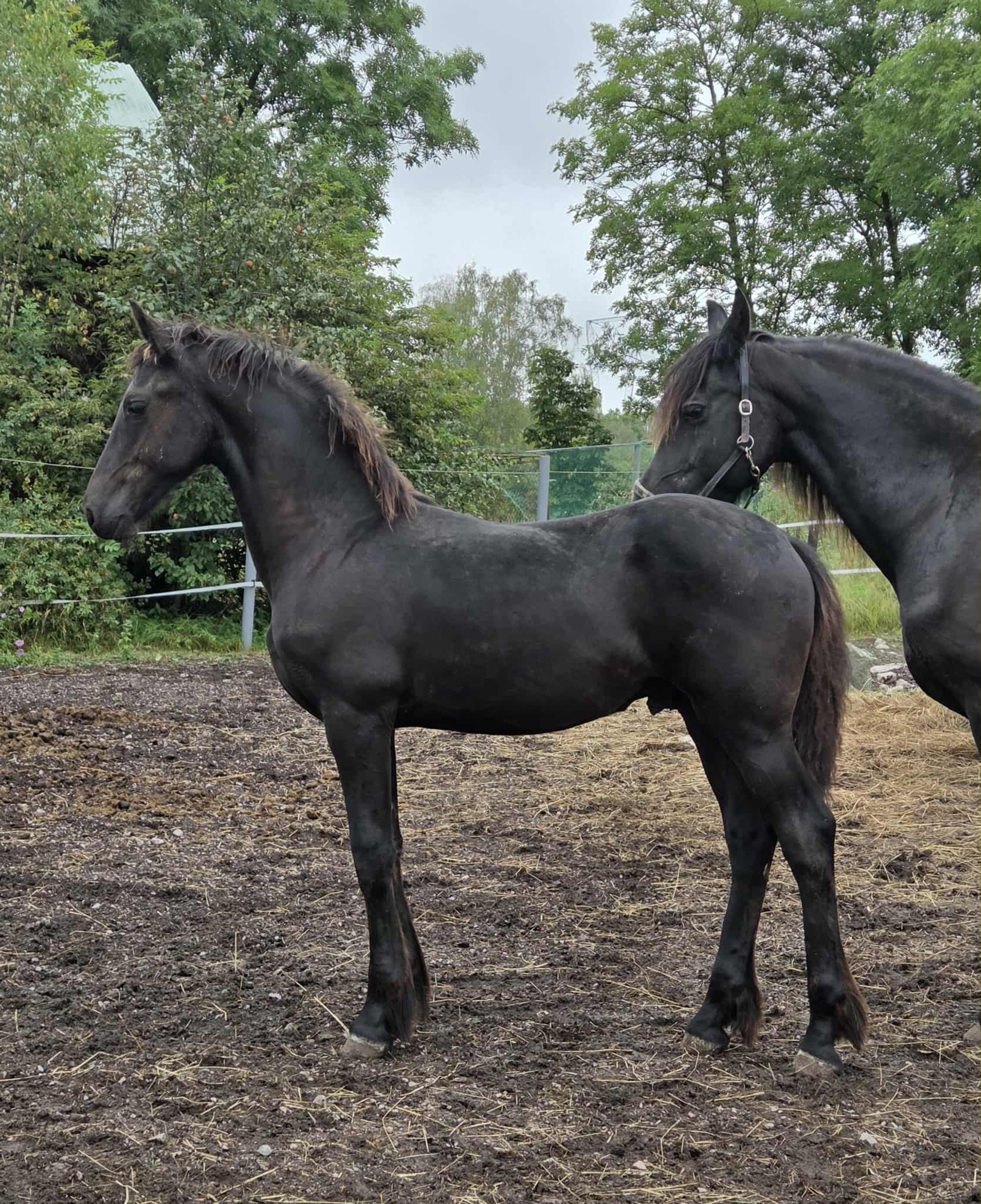 Daryan fan Noordster - Image 1