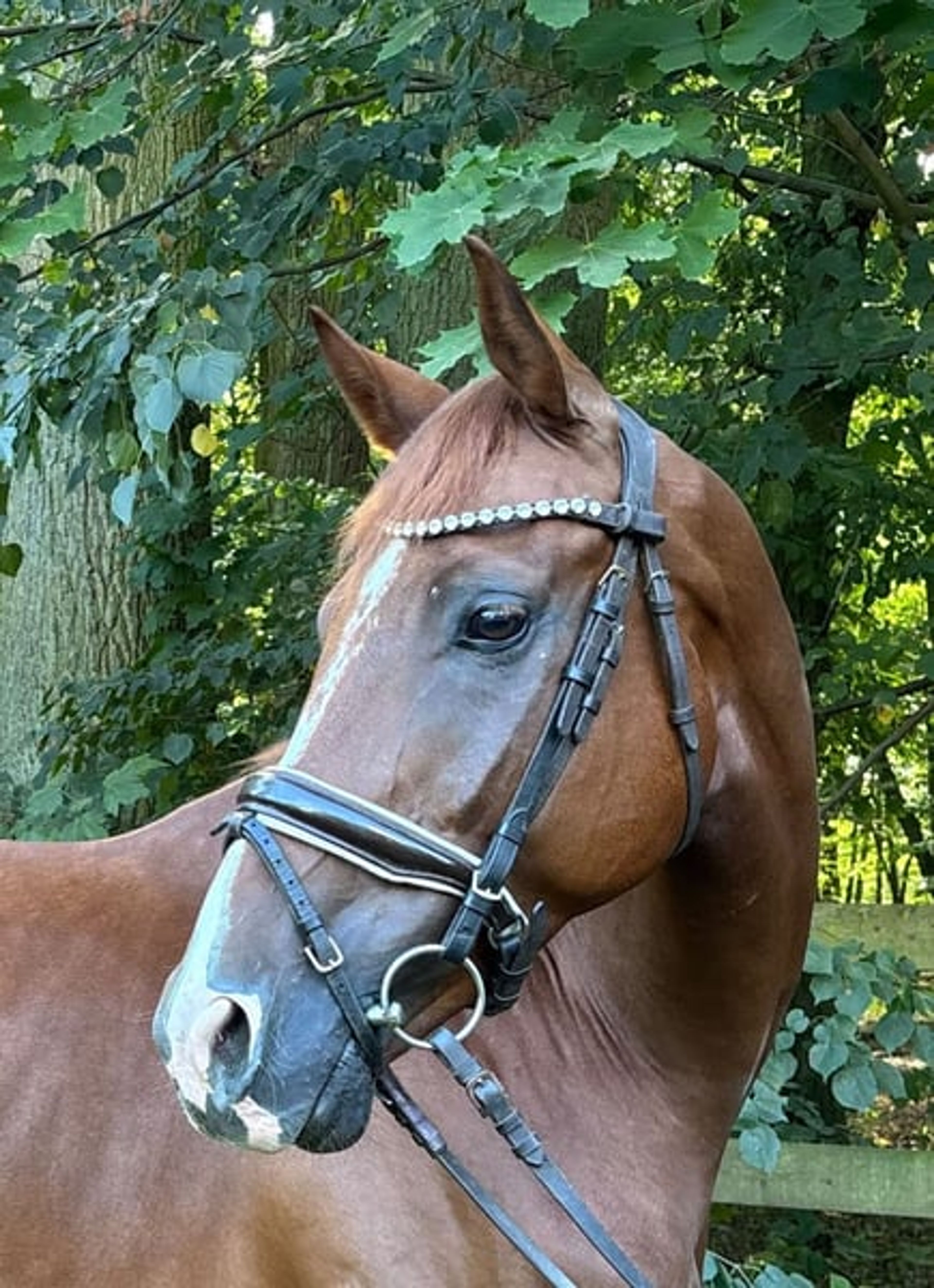 Beautiful and versatile gelding