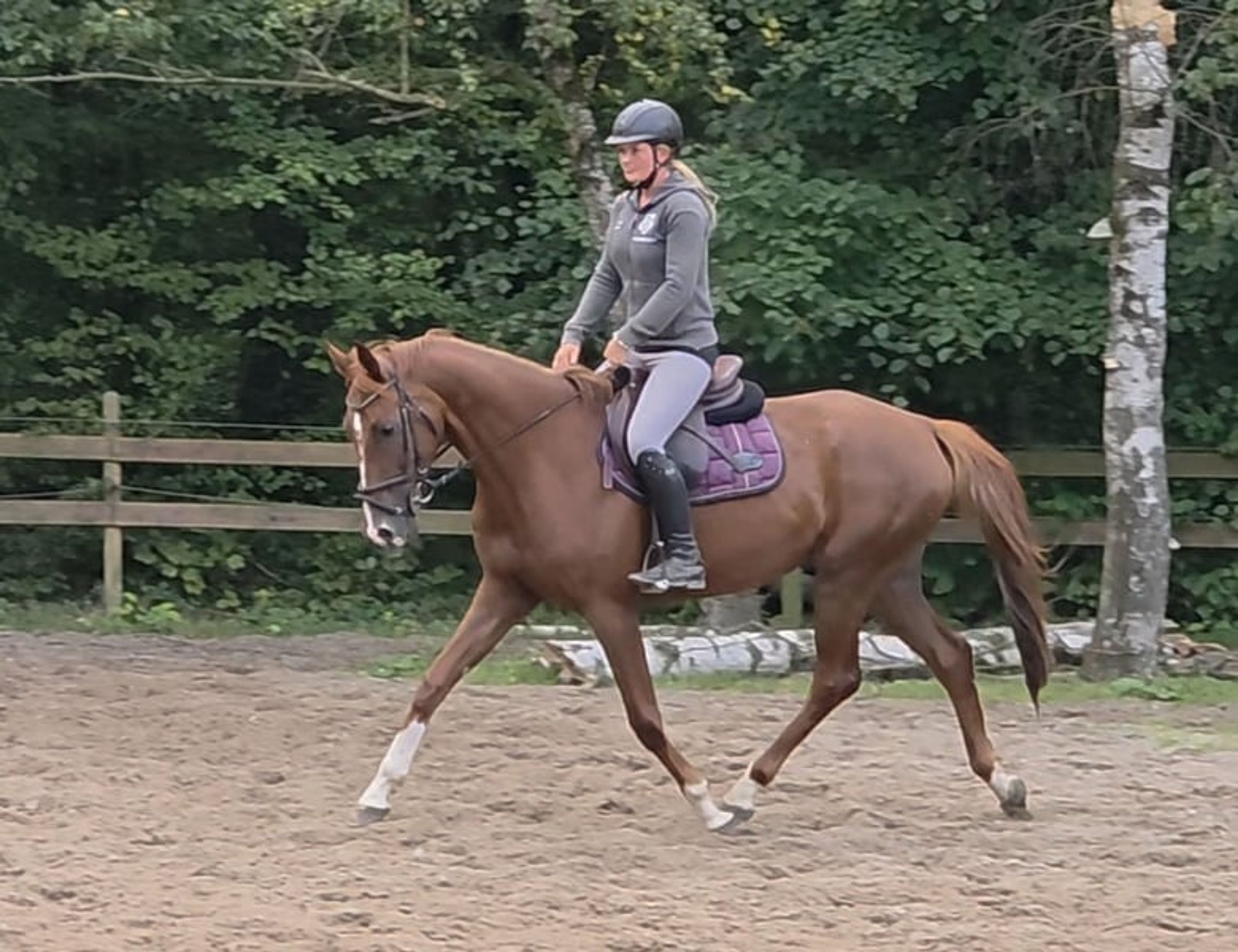 Beautiful and versatile gelding - Image 2