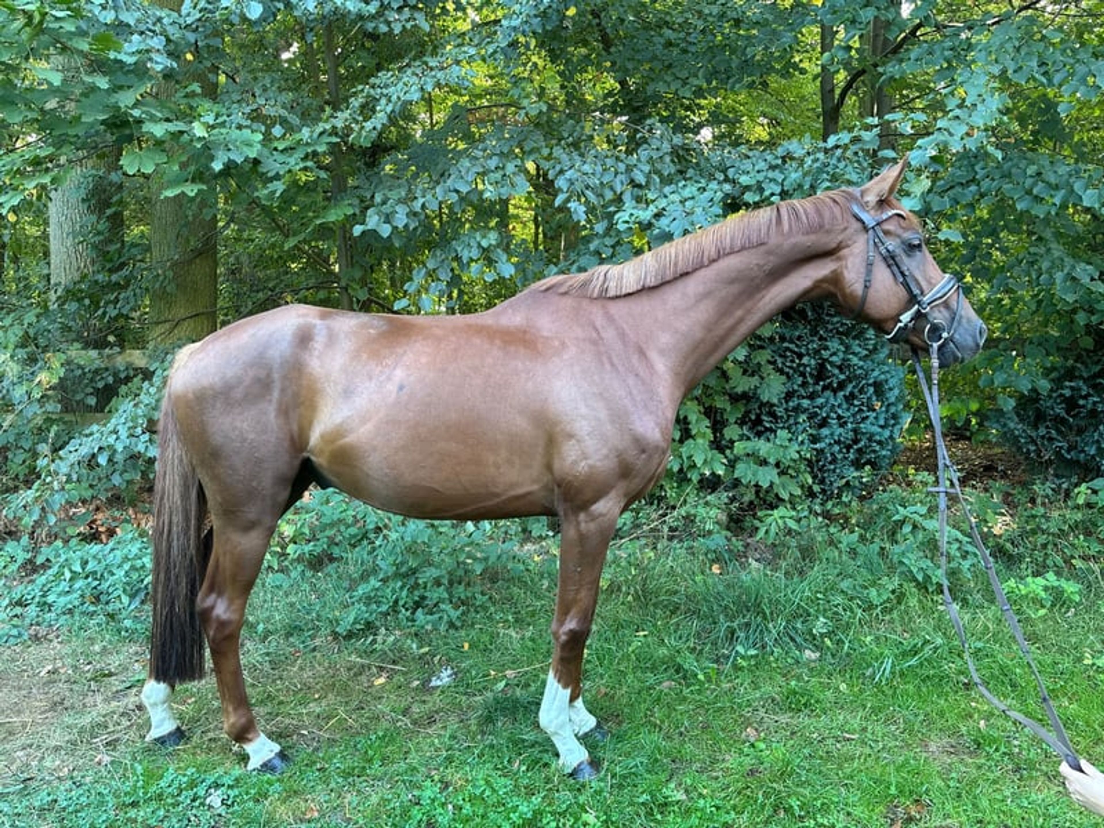 Beautiful and versatile gelding - Image 3