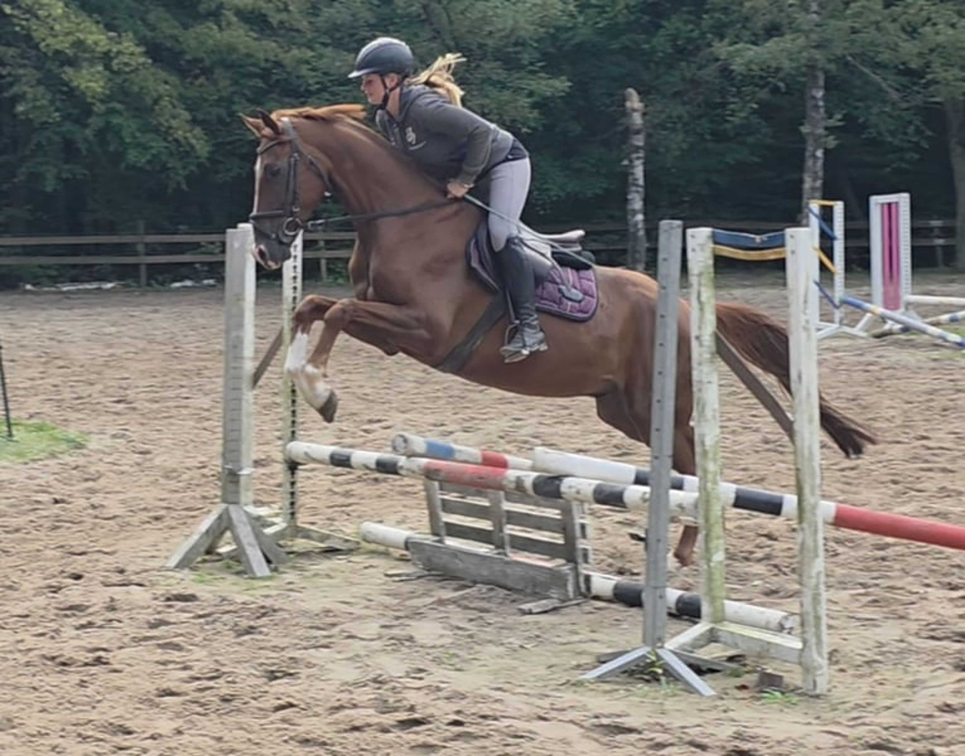 Beautiful and versatile gelding - Image 4