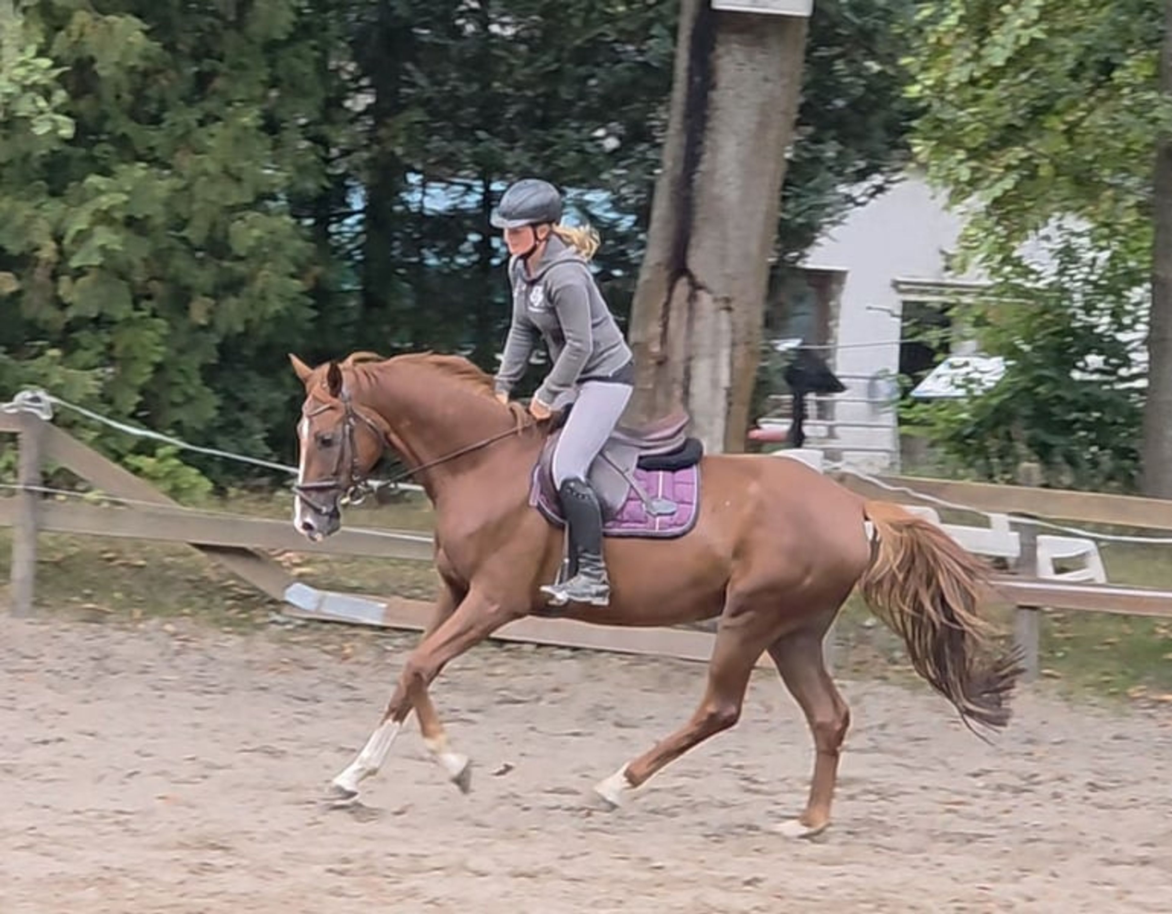 Beautiful and versatile gelding - Image 5