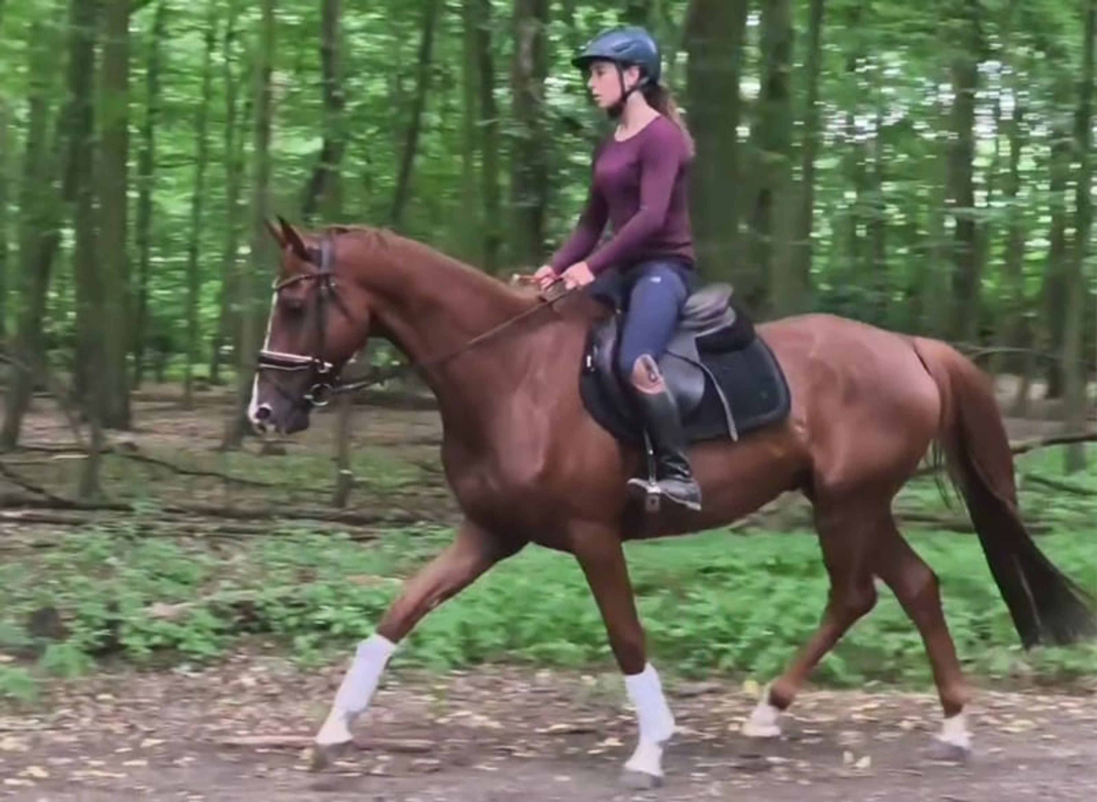 Beautiful and versatile gelding - Image 6