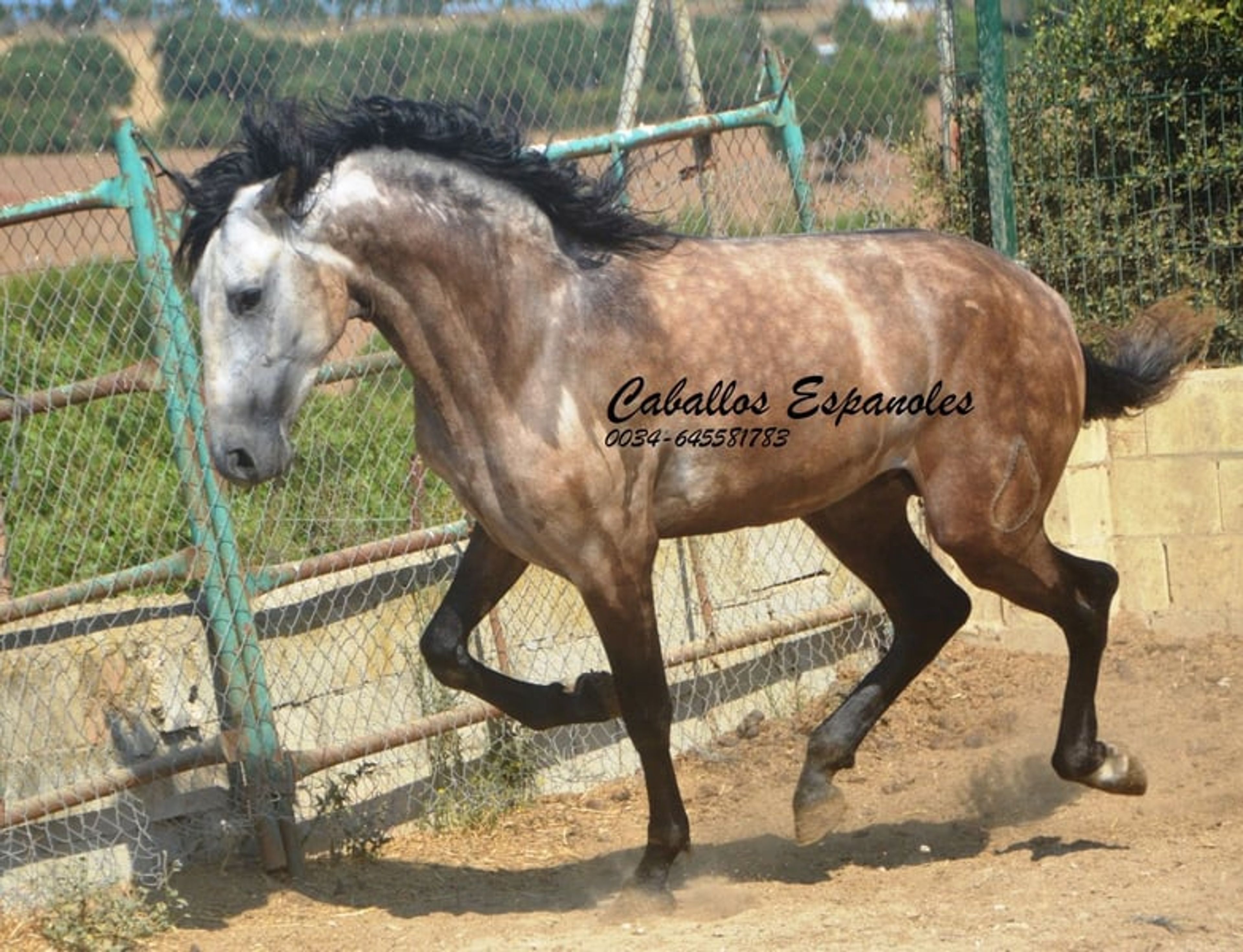 Preliminary young stallion with lots of charm and a solid foundation