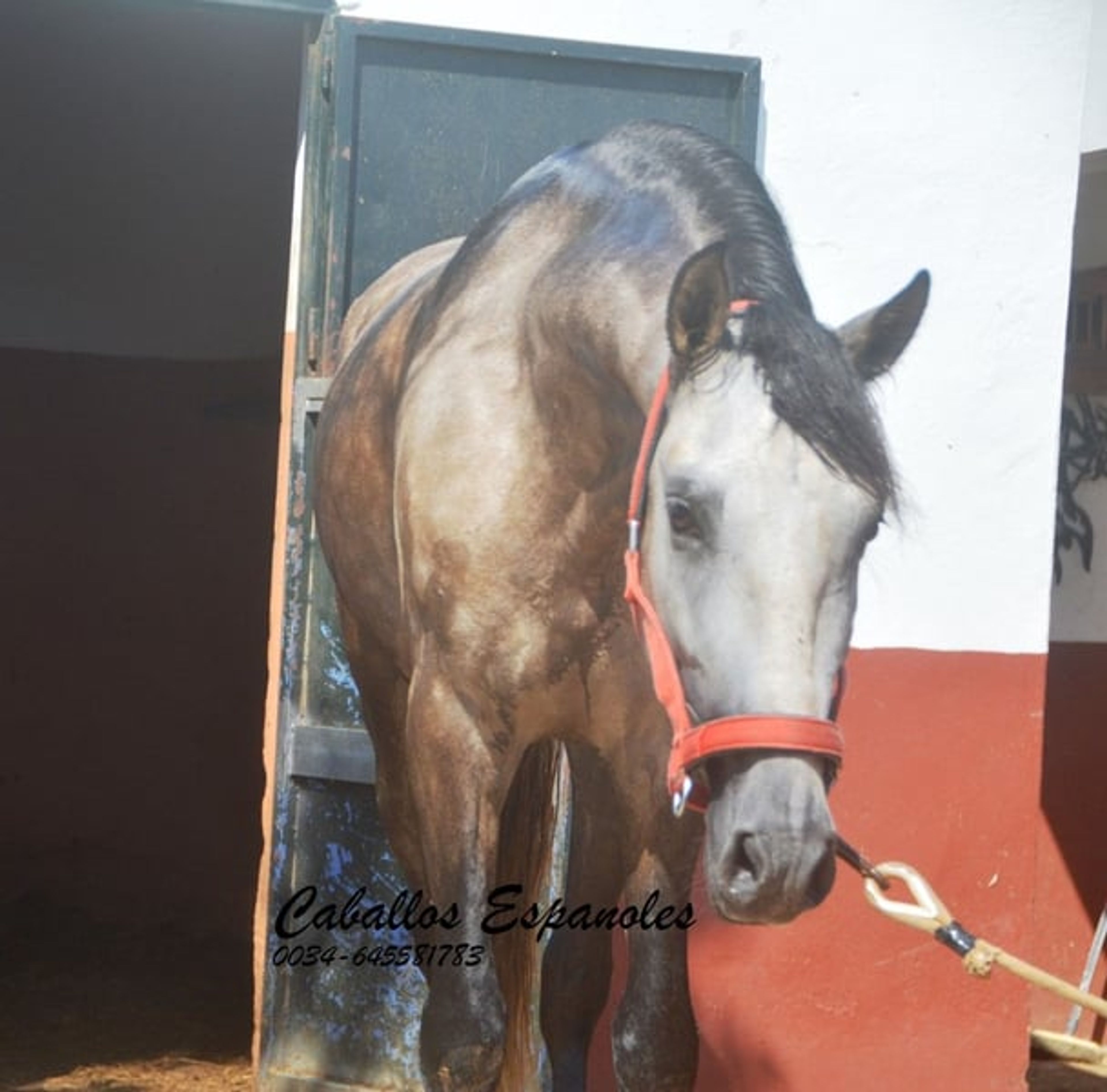 Preliminary young stallion with lots of charm and a solid foundation - Image 2