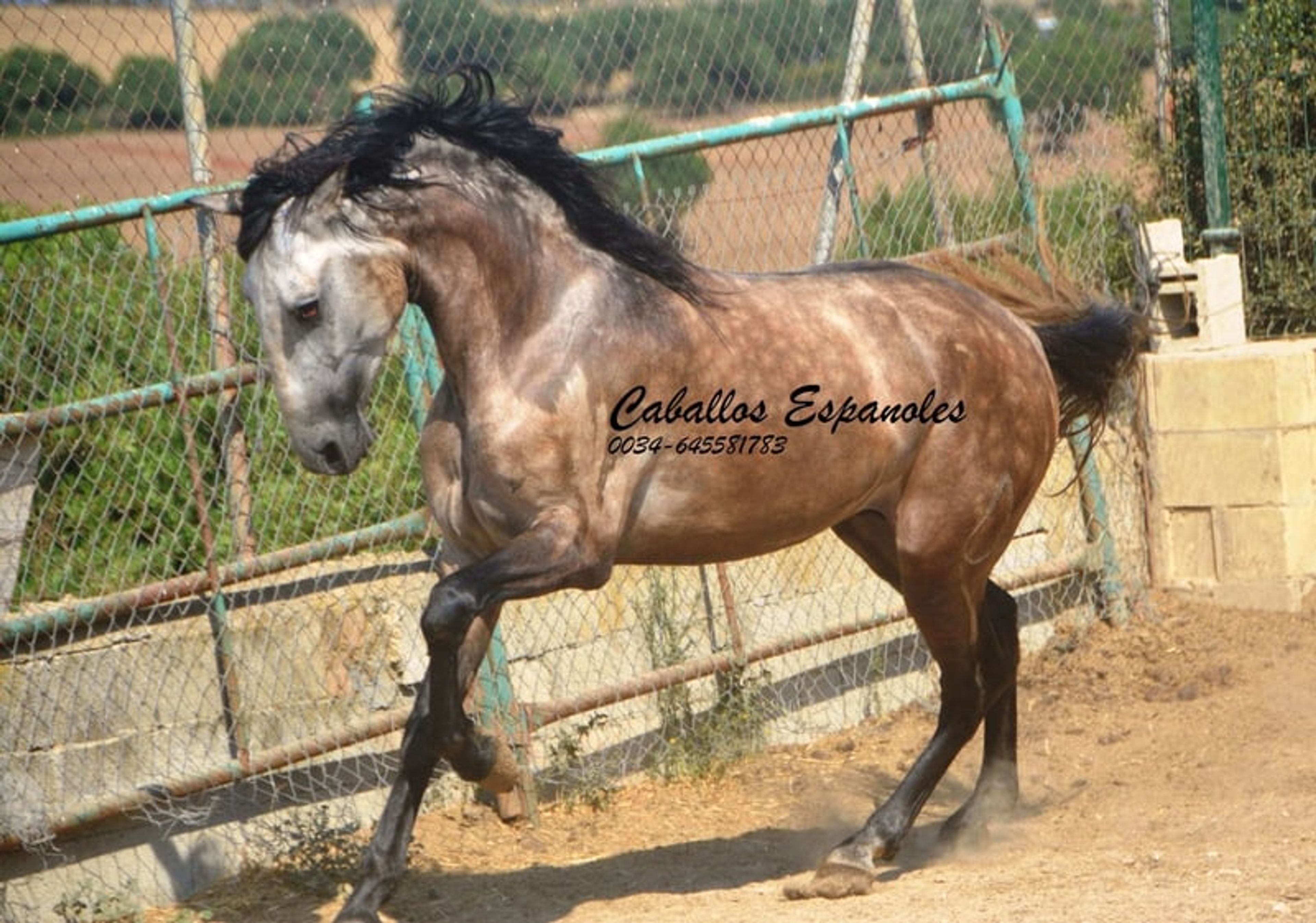 Preliminary young stallion with lots of charm and a solid foundation - Image 3