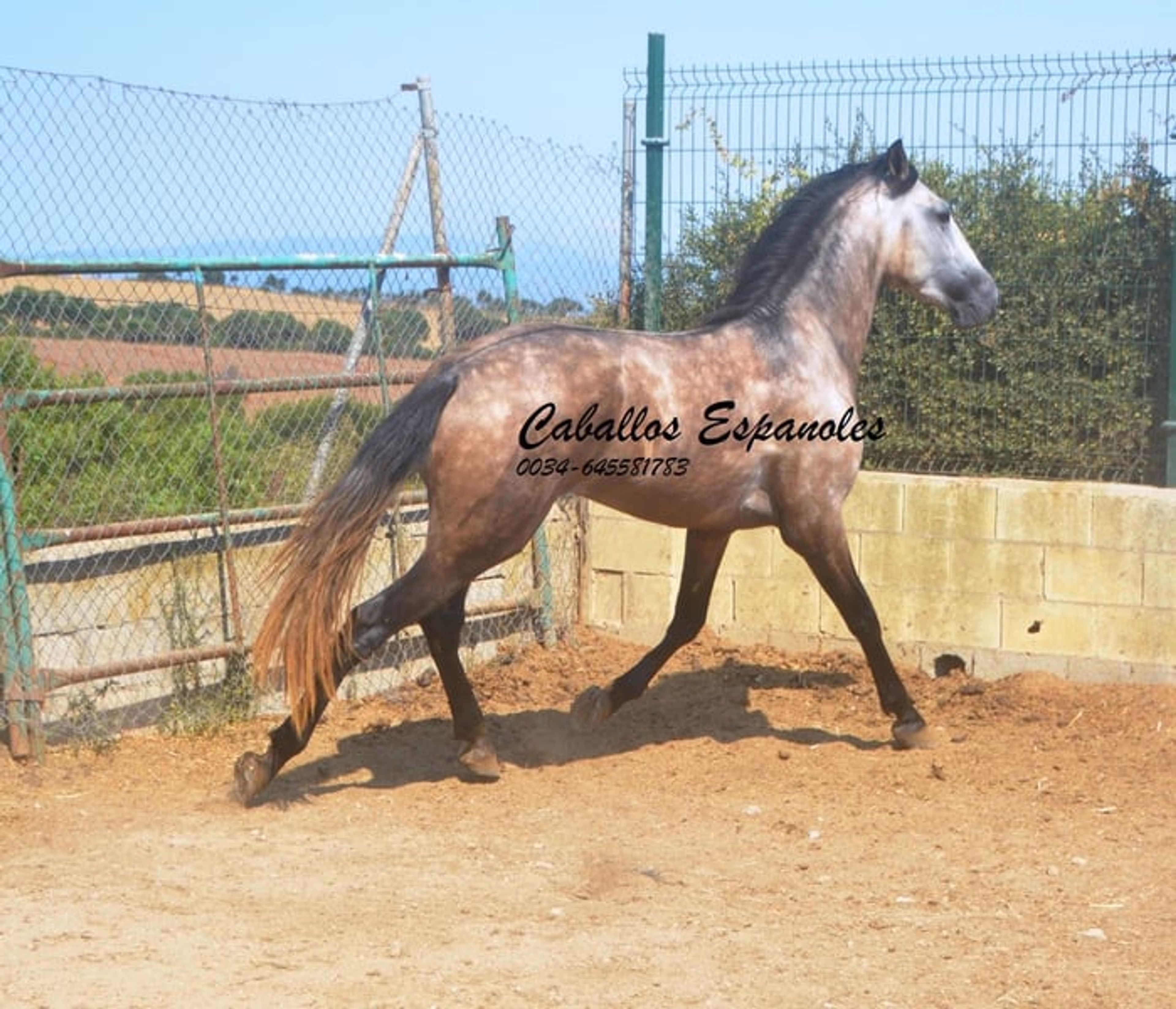 Preliminary young stallion with lots of charm and a solid foundation - Image 4