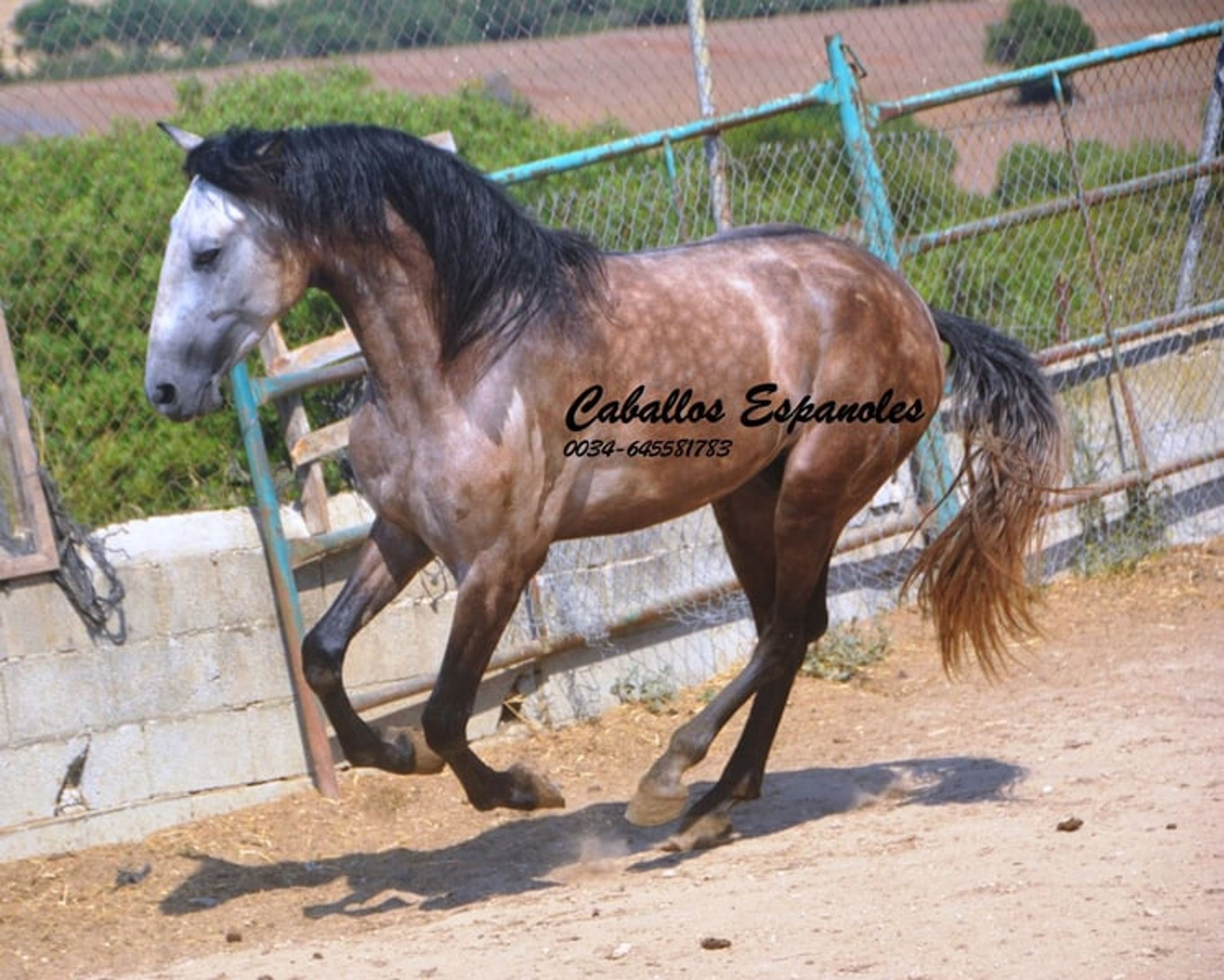Preliminary young stallion with lots of charm and a solid foundation - Image 5