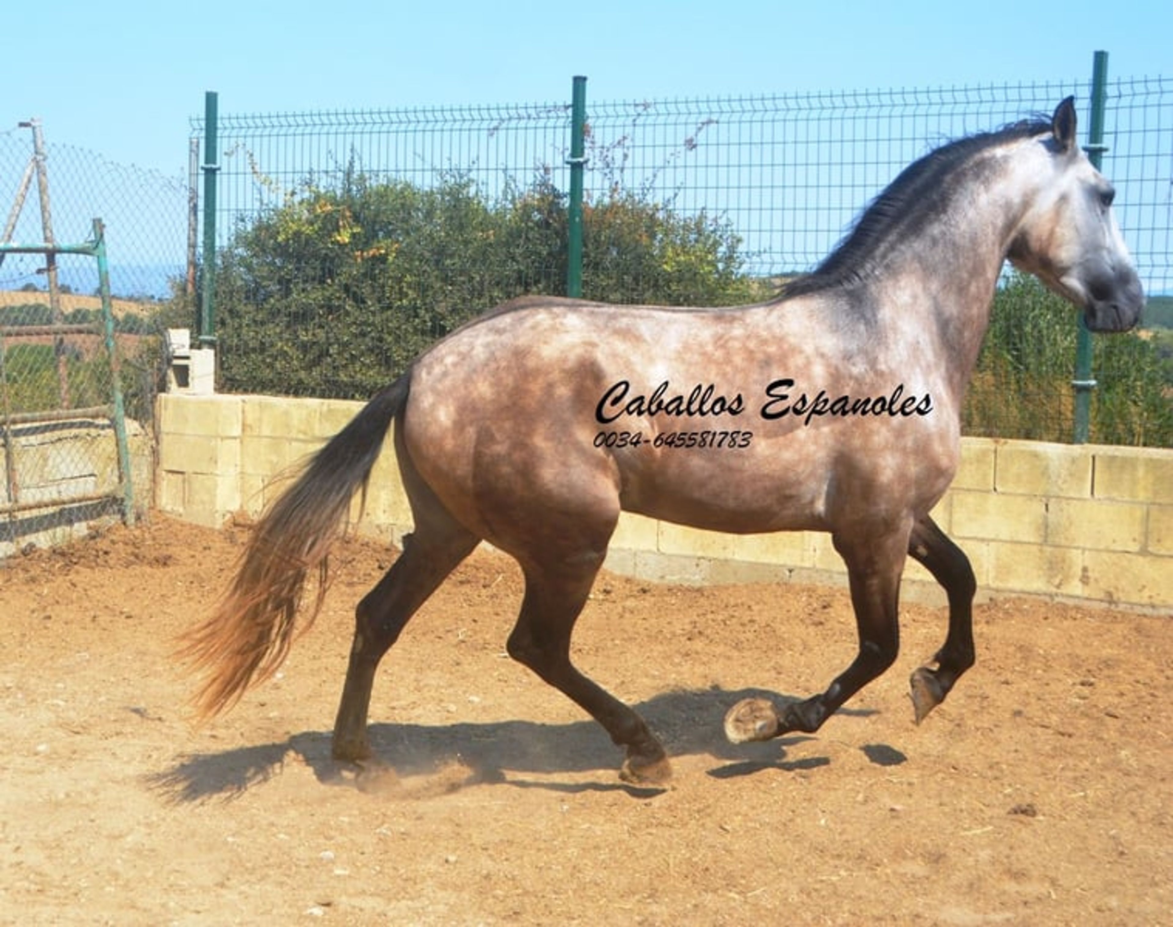 Preliminary young stallion with lots of charm and a solid foundation - Image 6