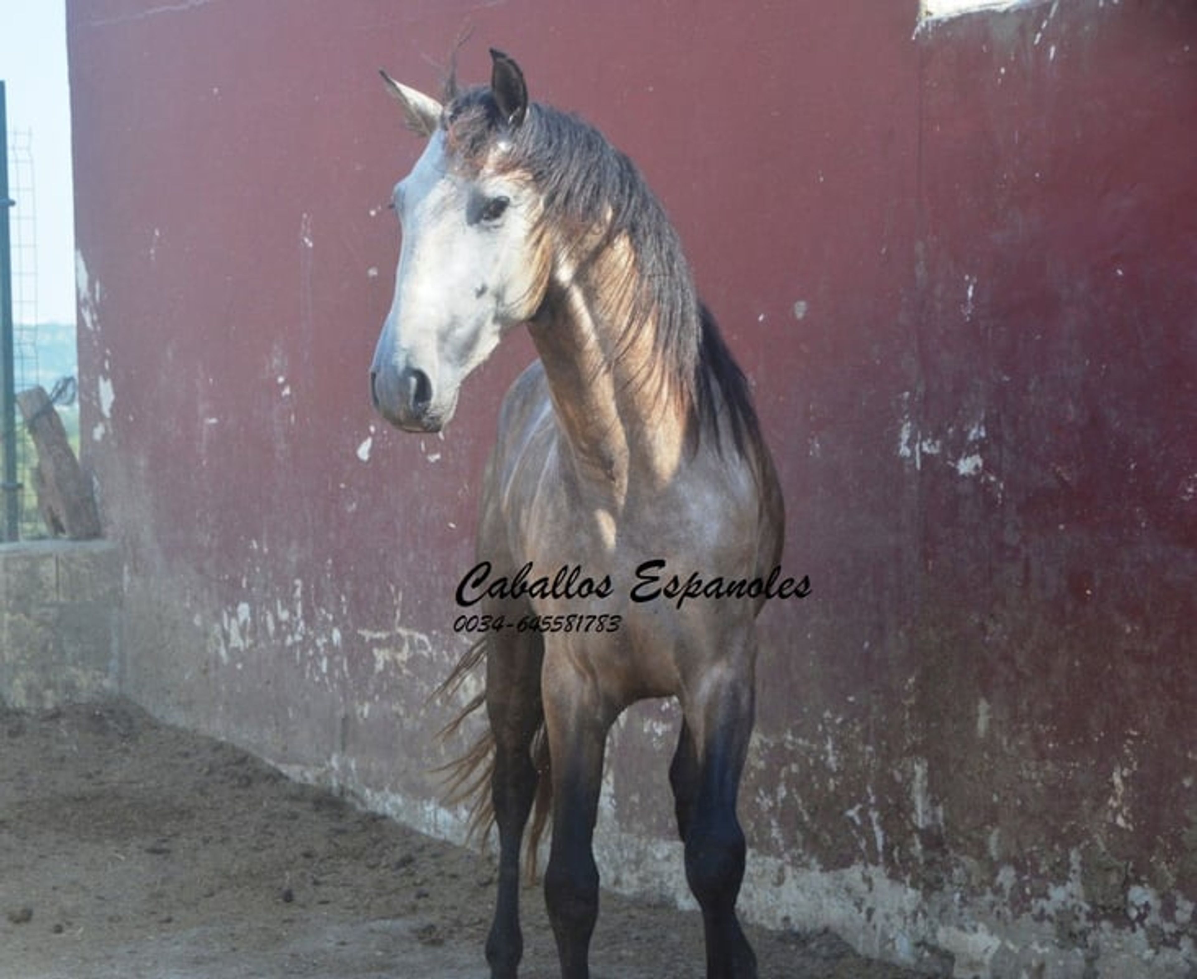 Preliminary young stallion with lots of charm and a solid foundation - Image 7