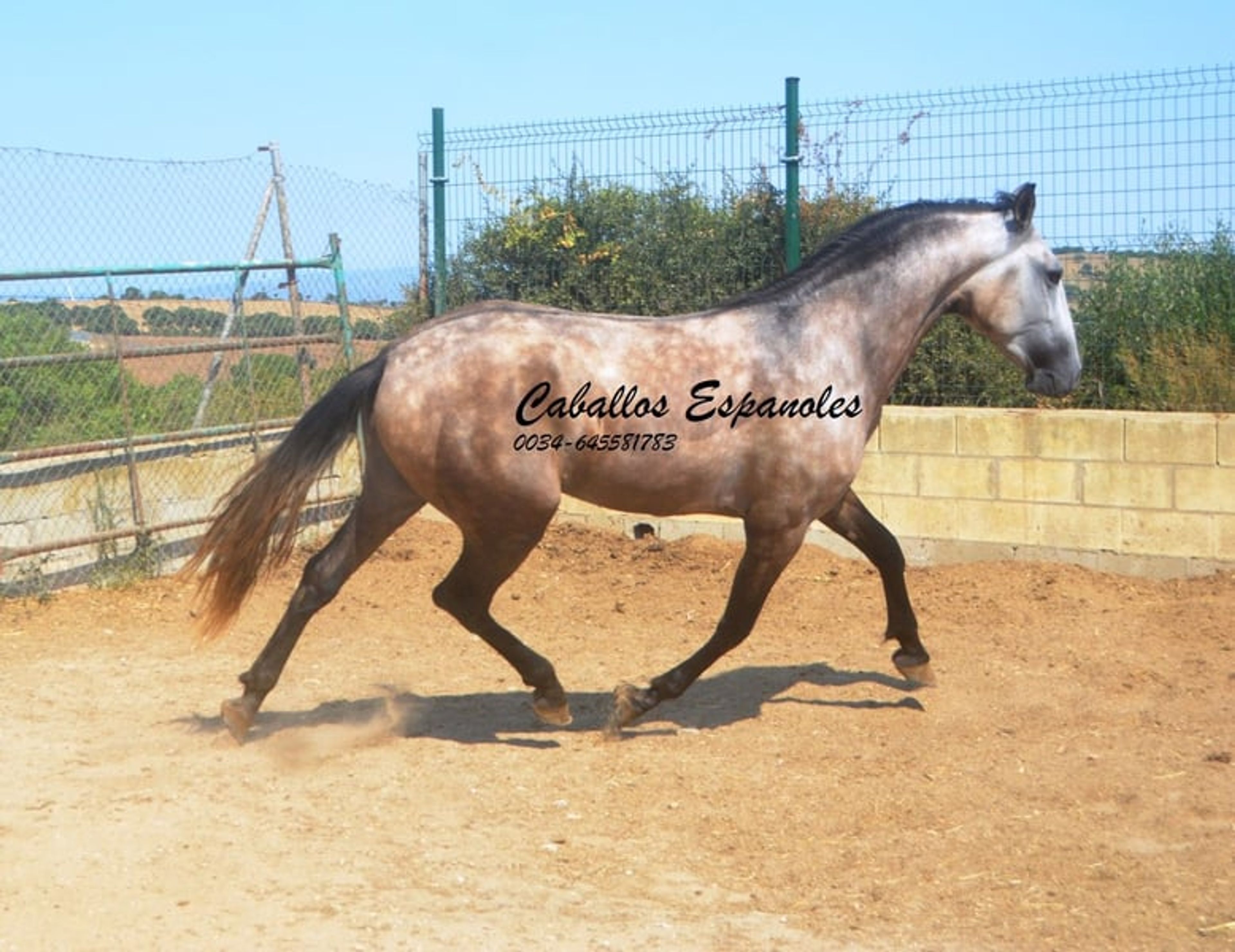 Preliminary young stallion with lots of charm and a solid foundation - Image 8