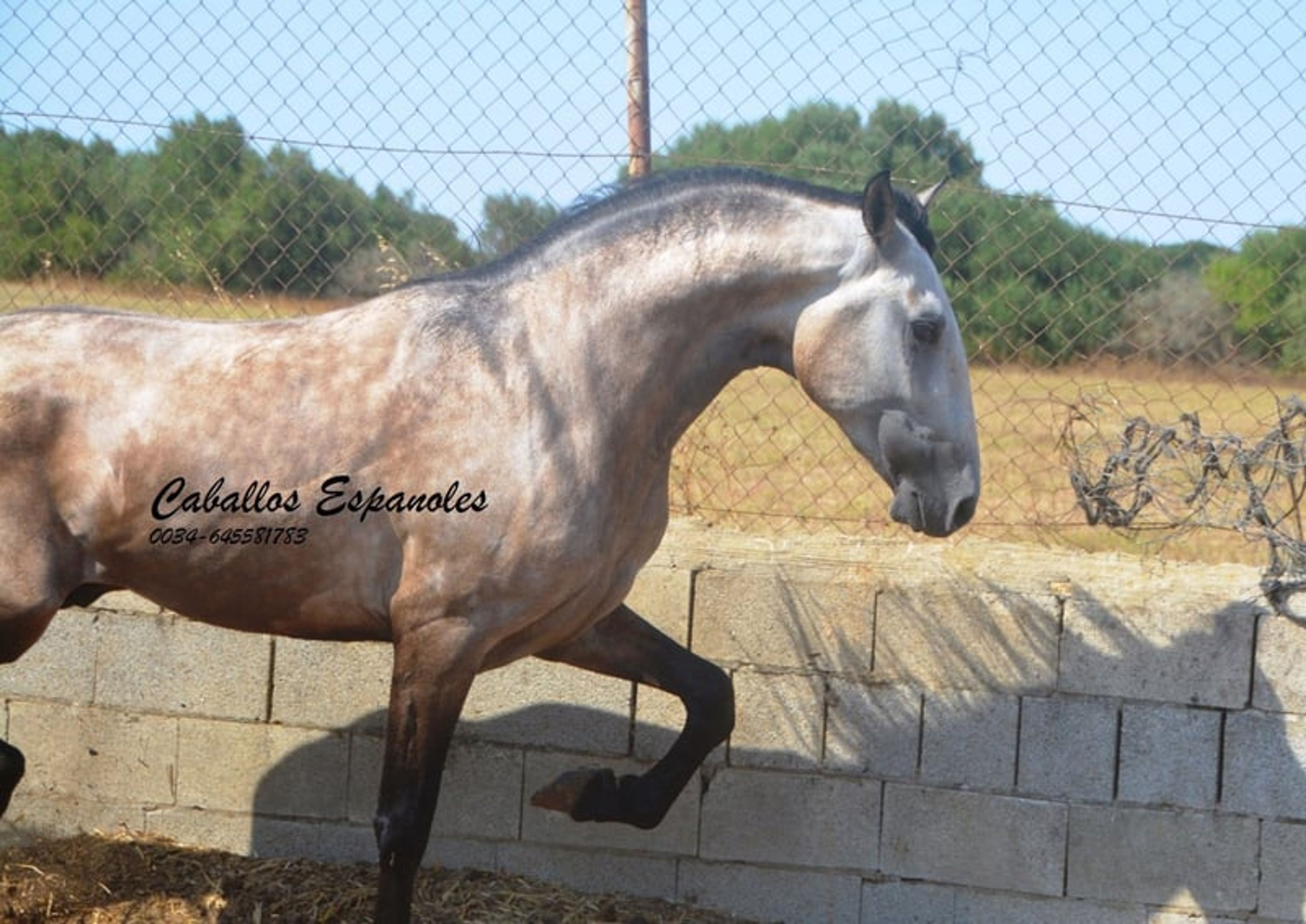 Preliminary young stallion with lots of charm and a solid foundation - Image 9