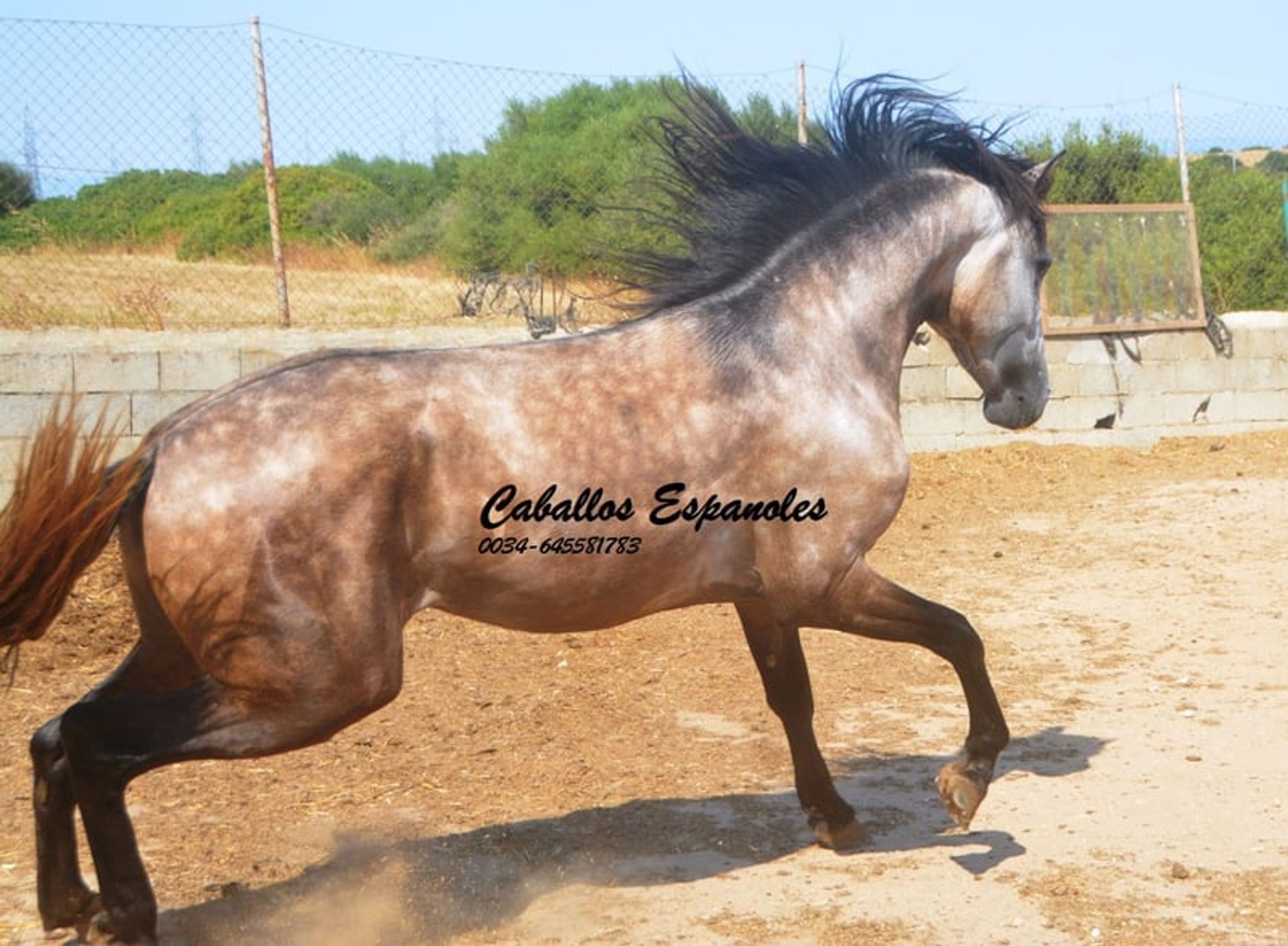 Preliminary young stallion with lots of charm and a solid foundation - Image 10