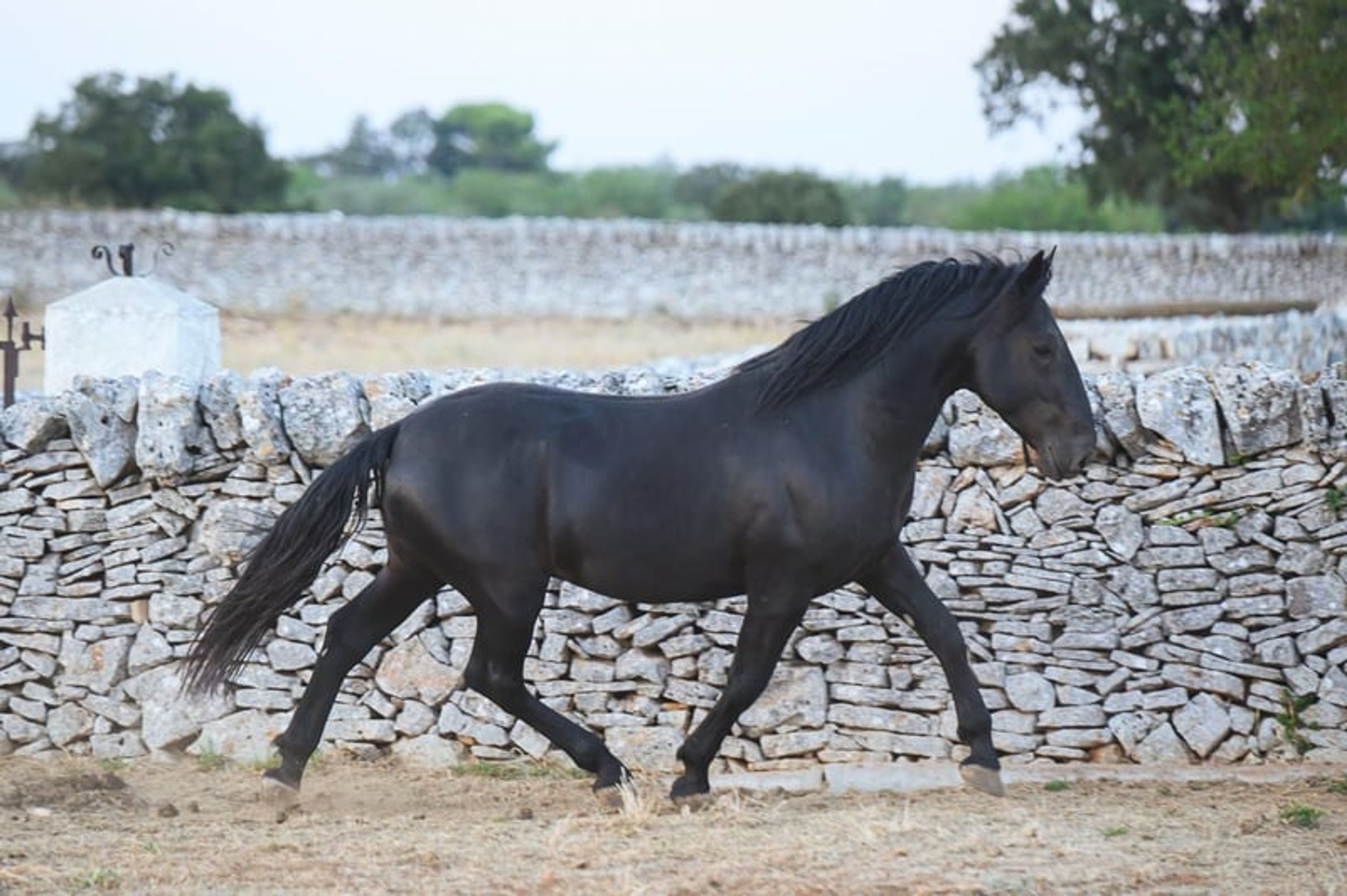 DOLCISSIMO STALLONE MURGESE, STARTED UNDER SADDLE TRAINING