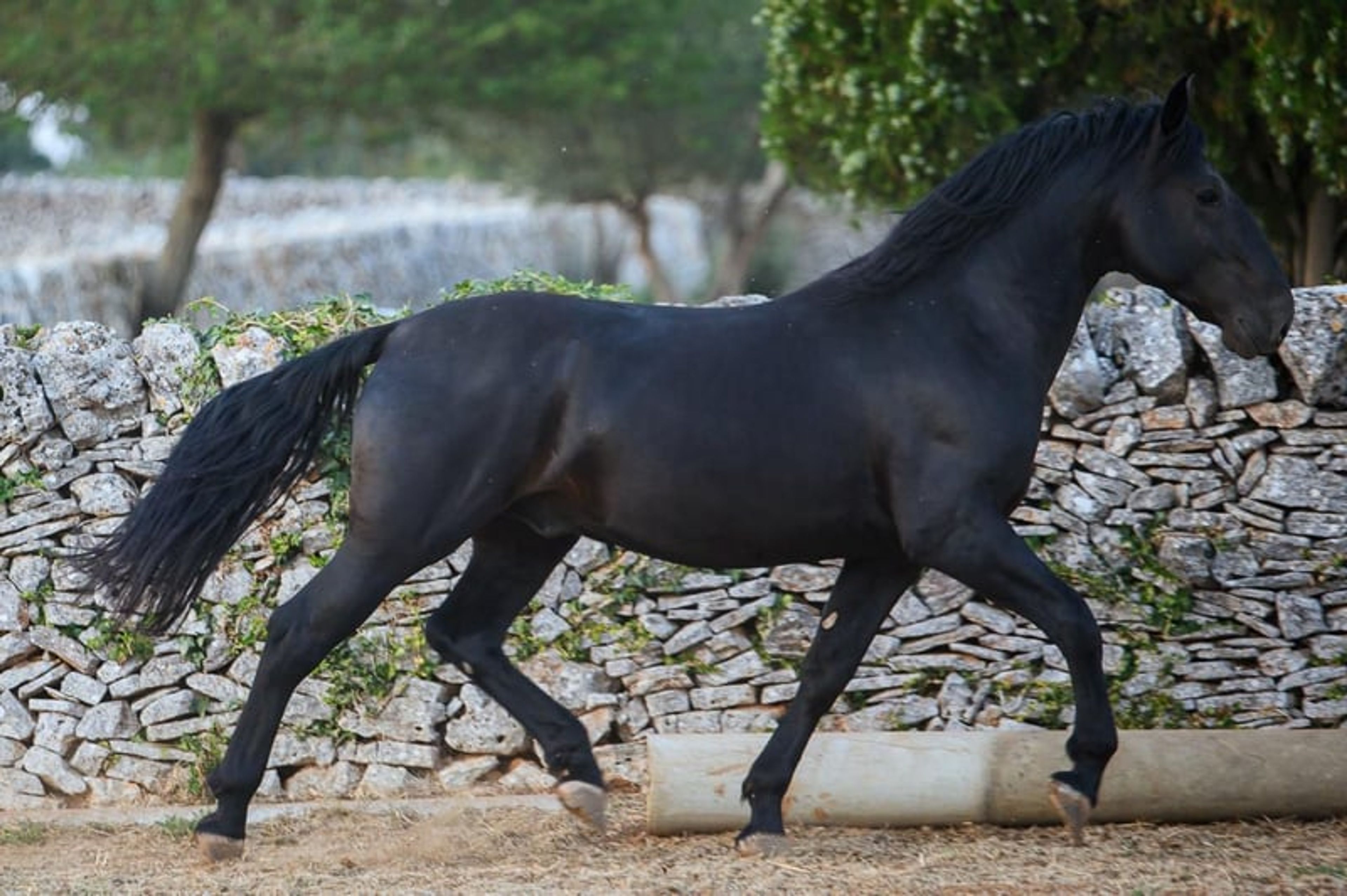 DOLCISSIMO STALLONE MURGESE, STARTED UNDER SADDLE TRAINING video 2