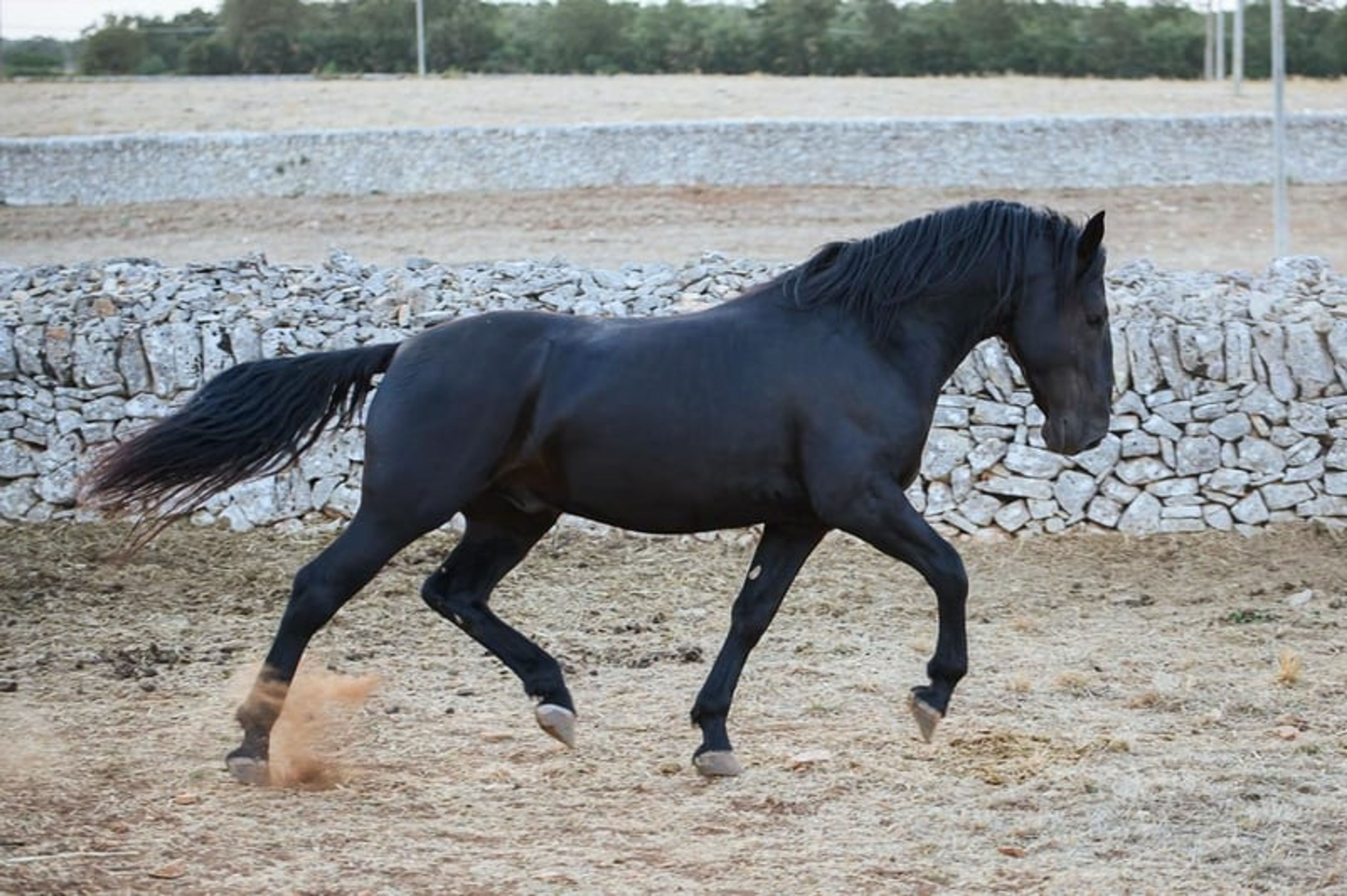 DOLCISSIMO STALLONE MURGESE, STARTED UNDER SADDLE TRAINING - Image 3