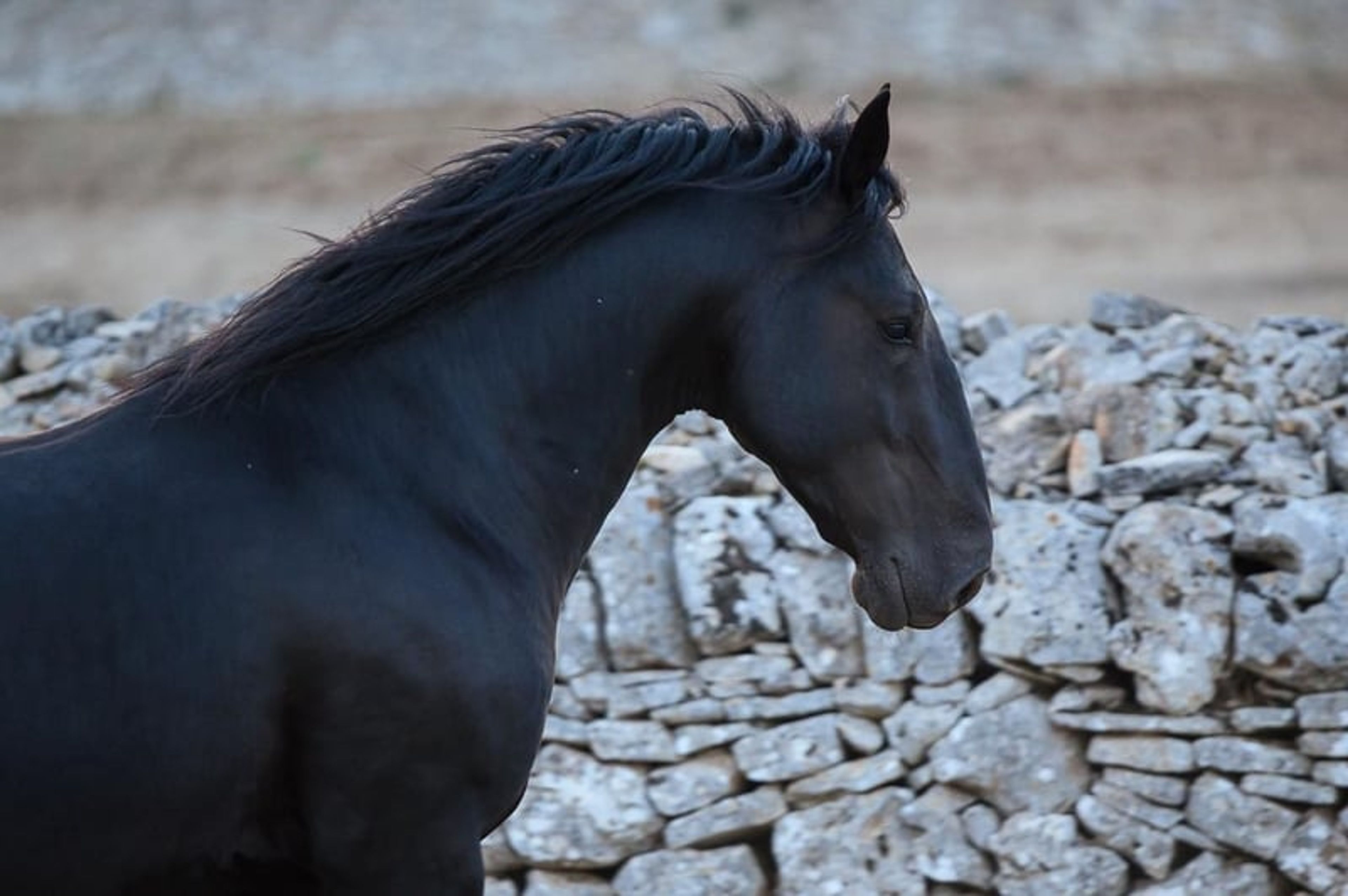 DOLCISSIMO STALLONE MURGESE, STARTED UNDER SADDLE TRAINING - Image 4