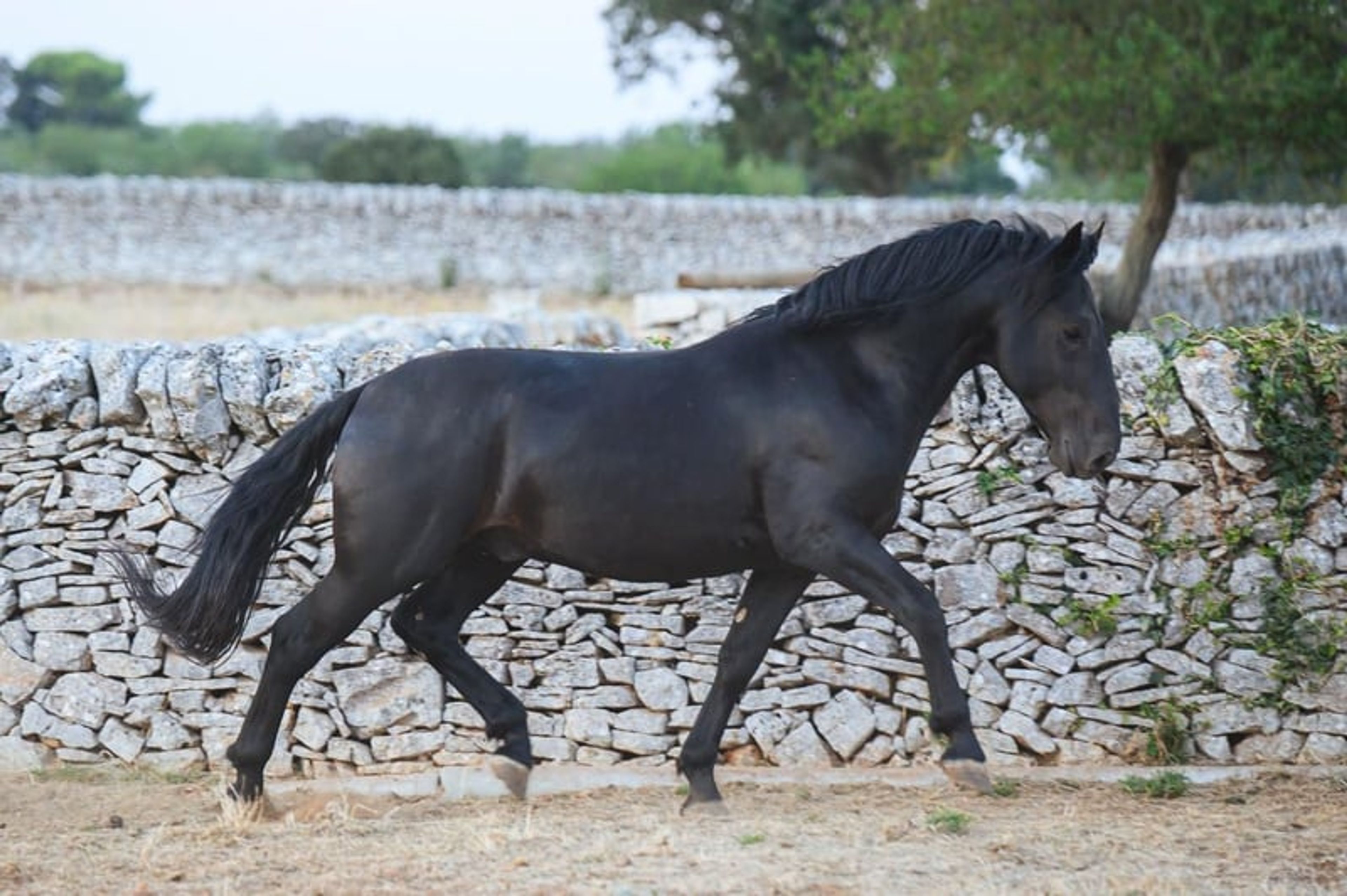 DOLCISSIMO STALLONE MURGESE, STARTED UNDER SADDLE TRAINING - Image 5