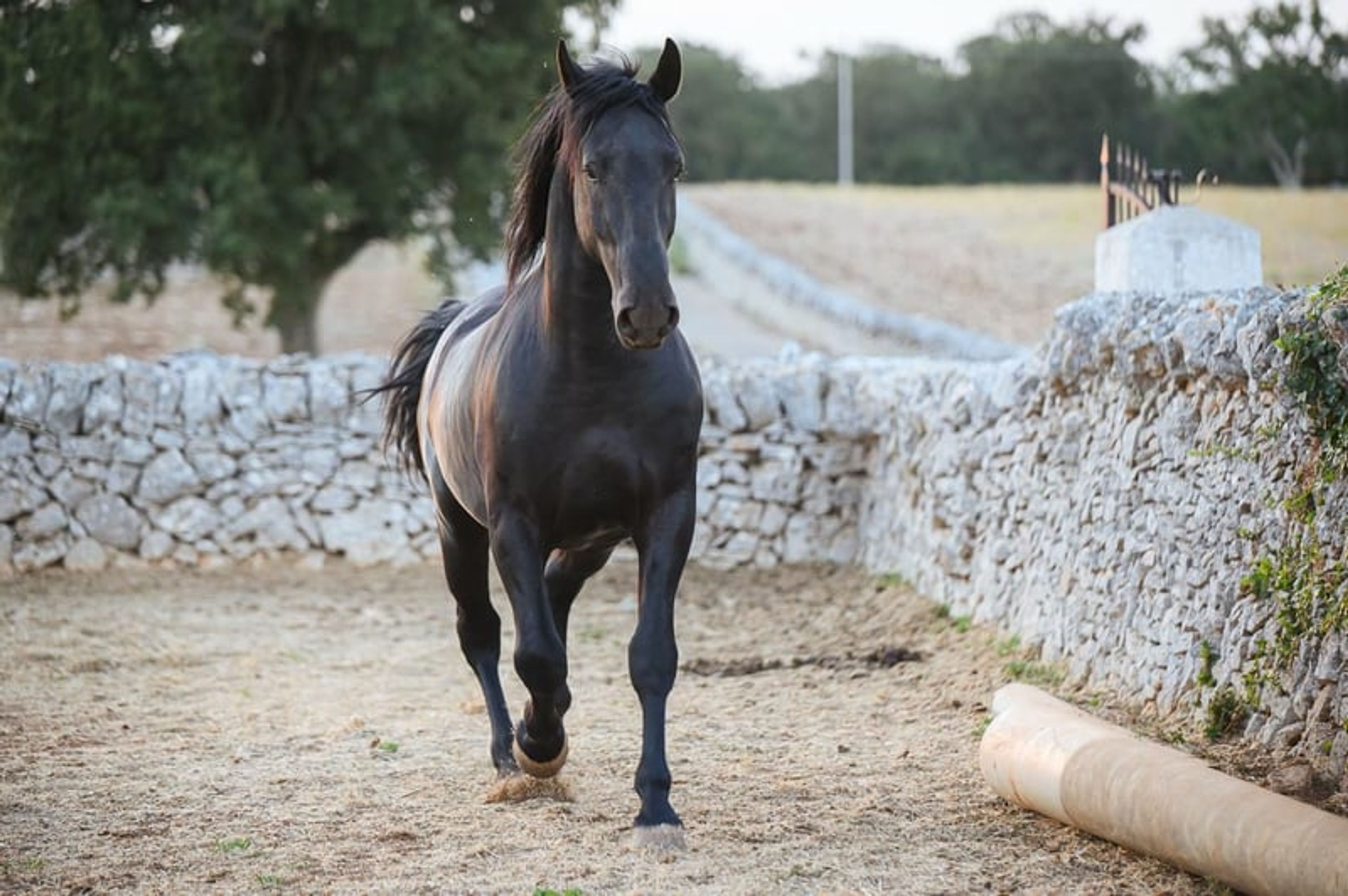 DOLCISSIMO STALLONE MURGESE, STARTED UNDER SADDLE TRAINING - Image 6