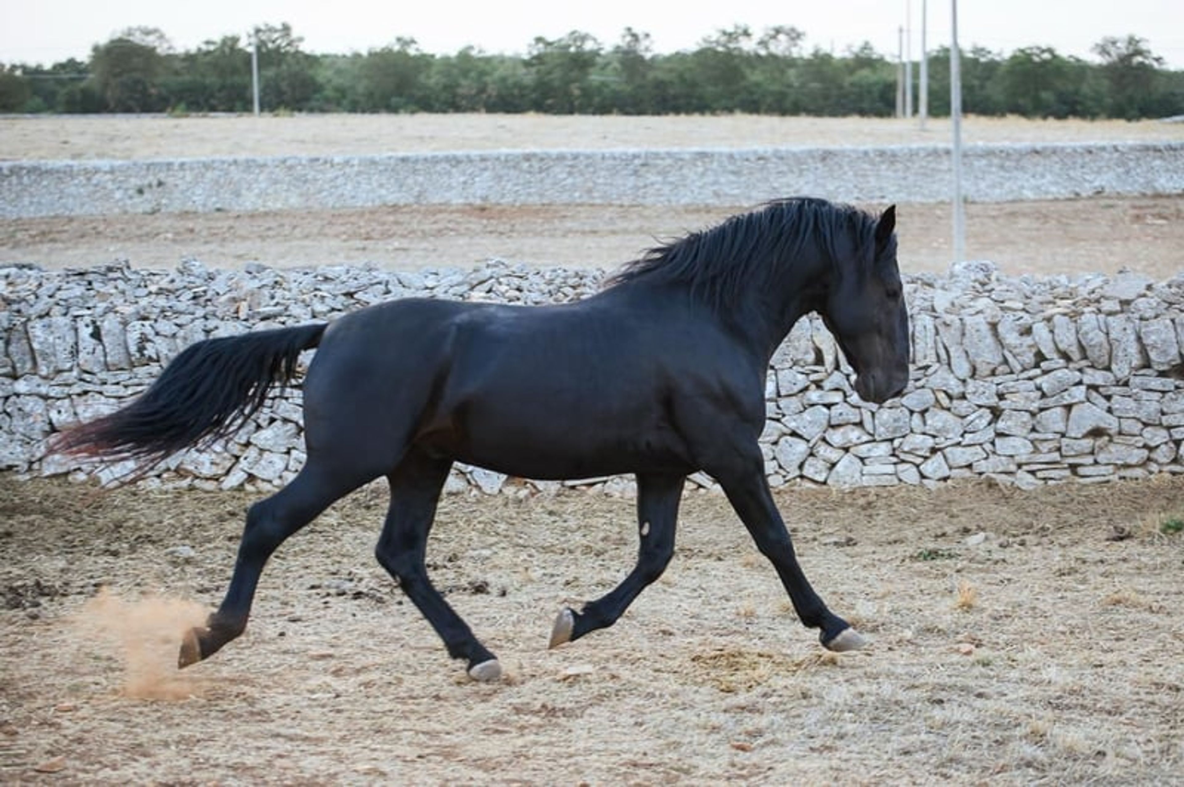 DOLCISSIMO STALLONE MURGESE, STARTED UNDER SADDLE TRAINING - Image 7