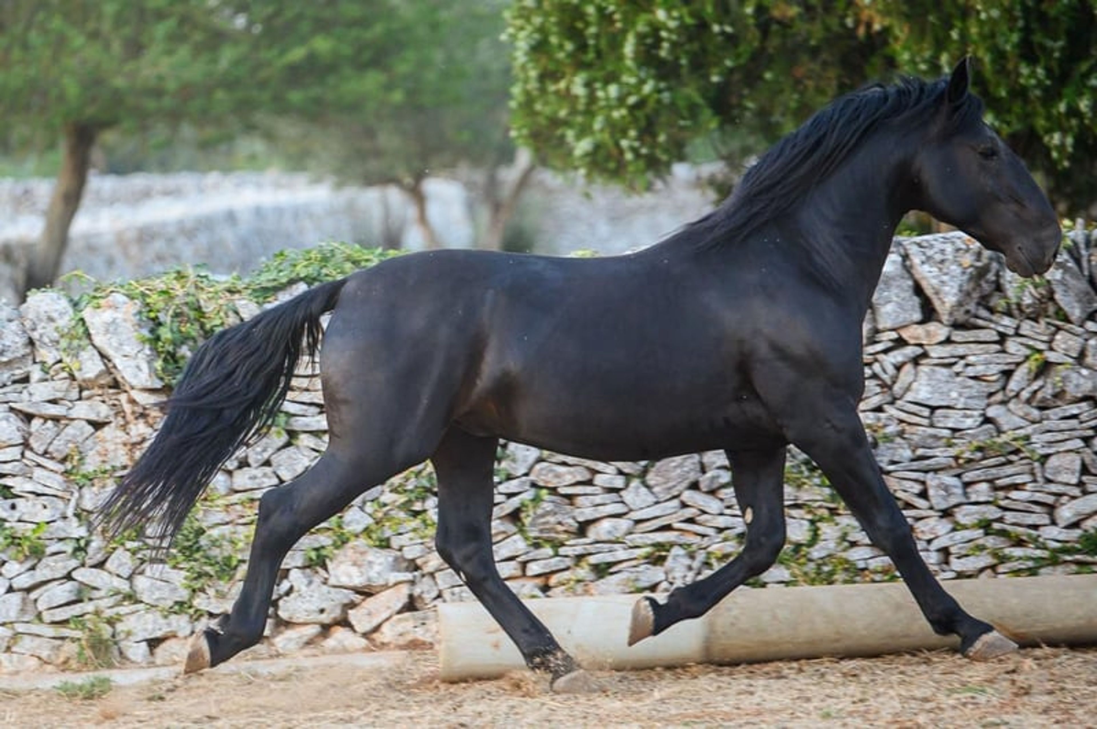 DOLCISSIMO STALLONE MURGESE, STARTED UNDER SADDLE TRAINING - Image 8