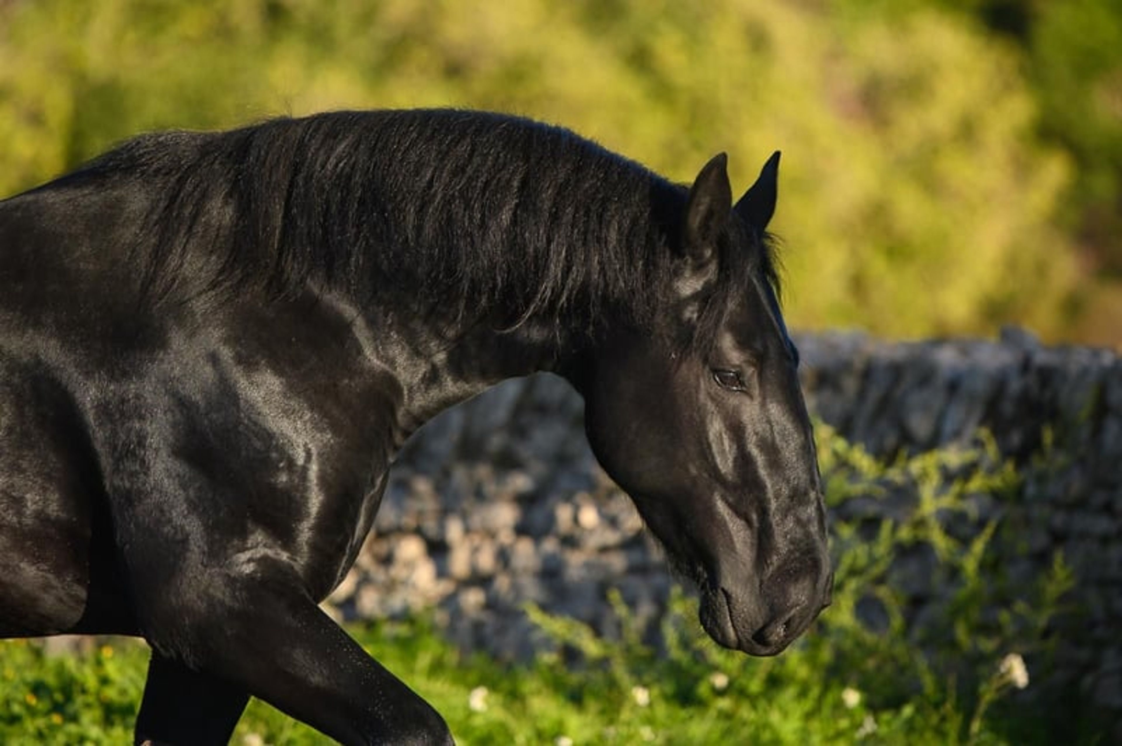 DOLCISSIMO STALLONE MURGESE, STARTED UNDER SADDLE TRAINING - Image 9